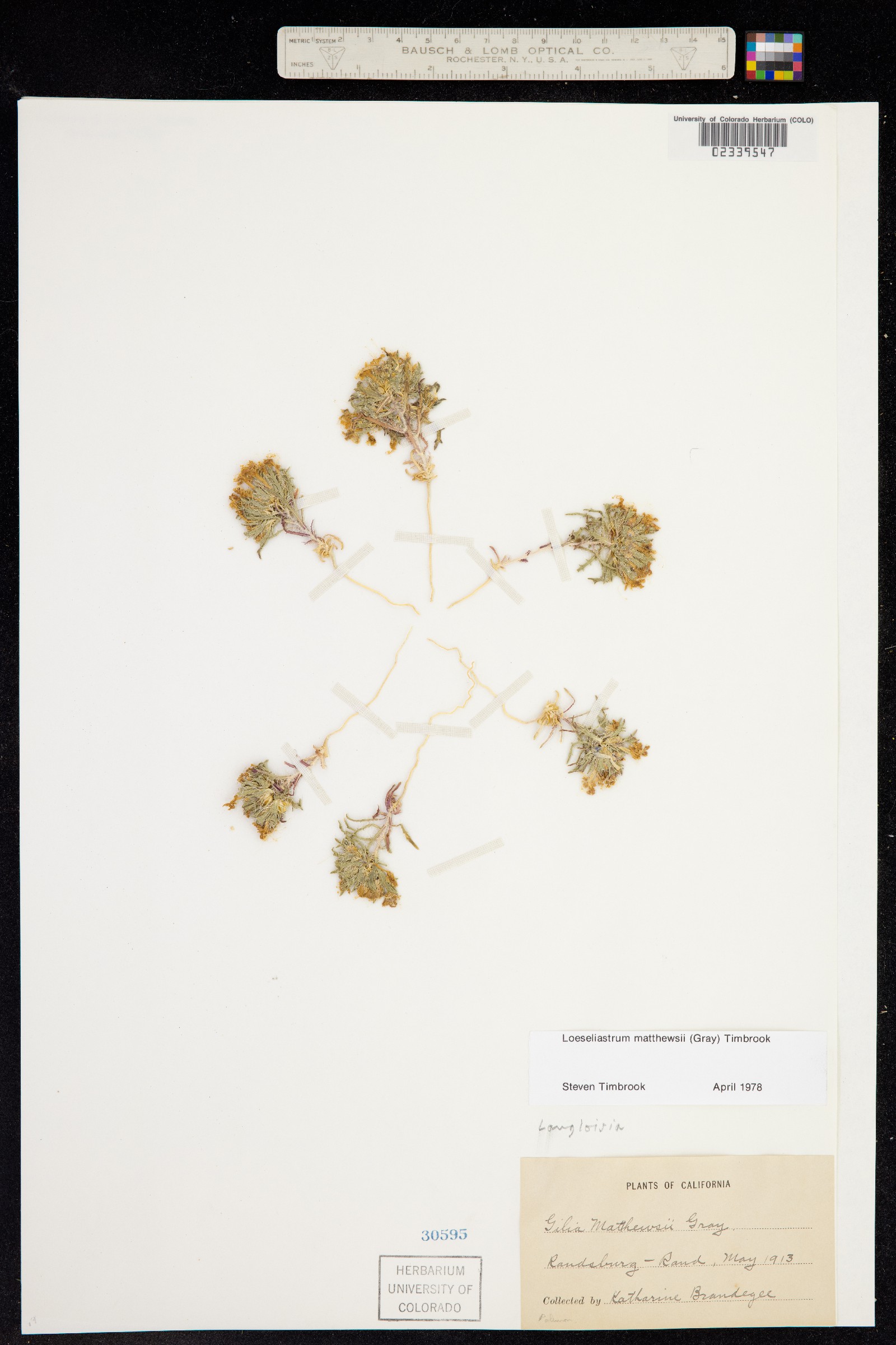 Langloisia matthewsii image