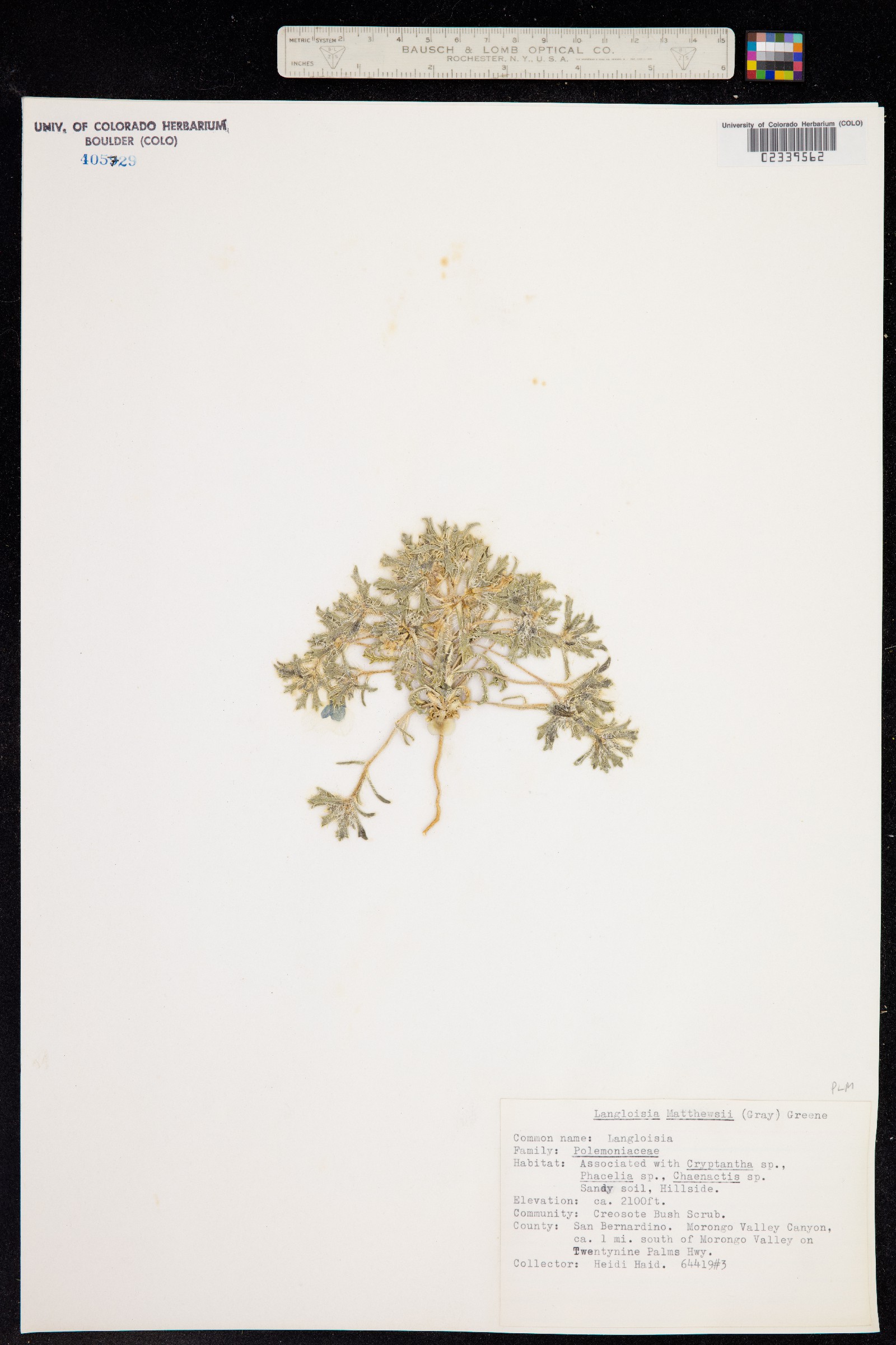Langloisia matthewsii image