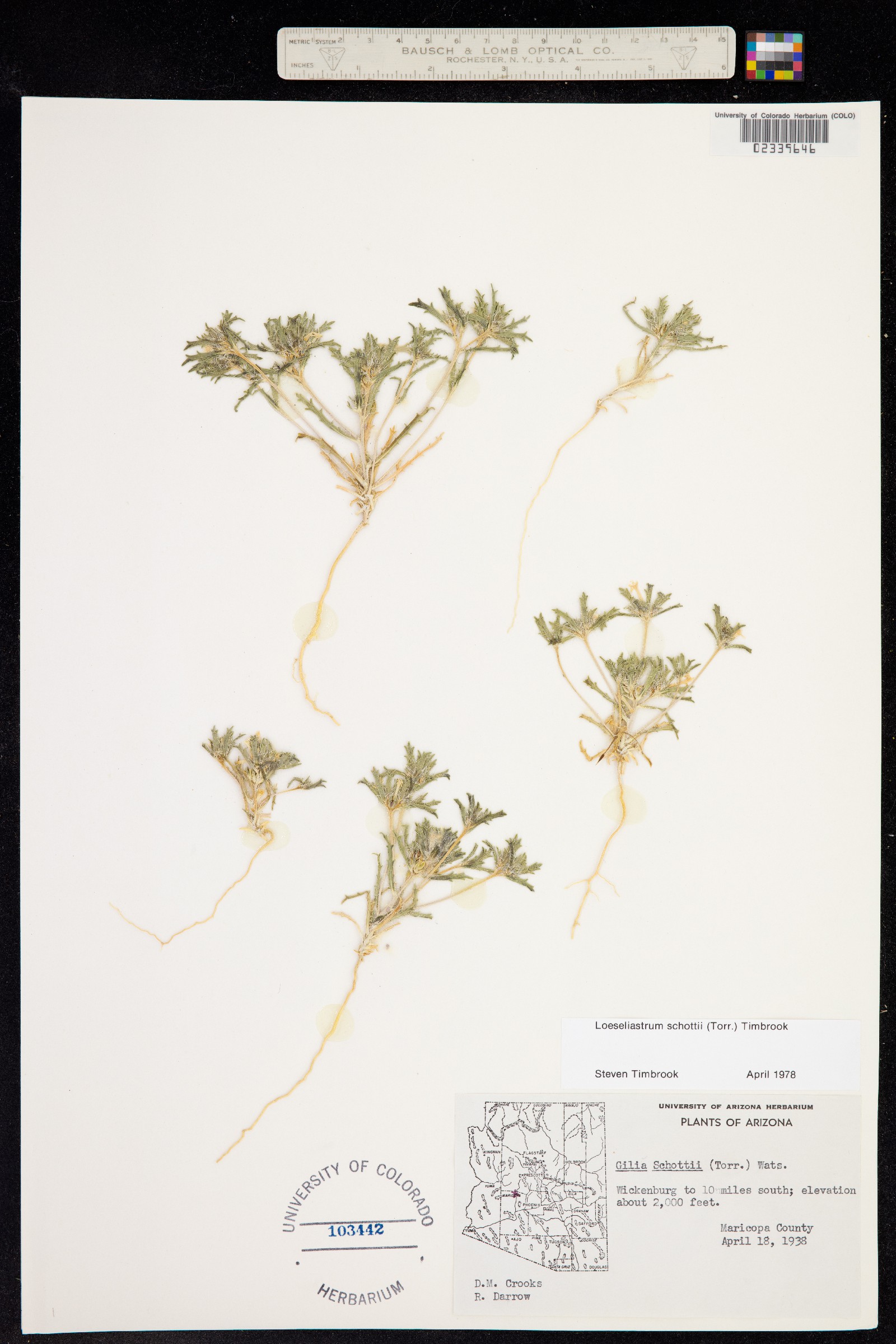 Loeseliastrum schottii image