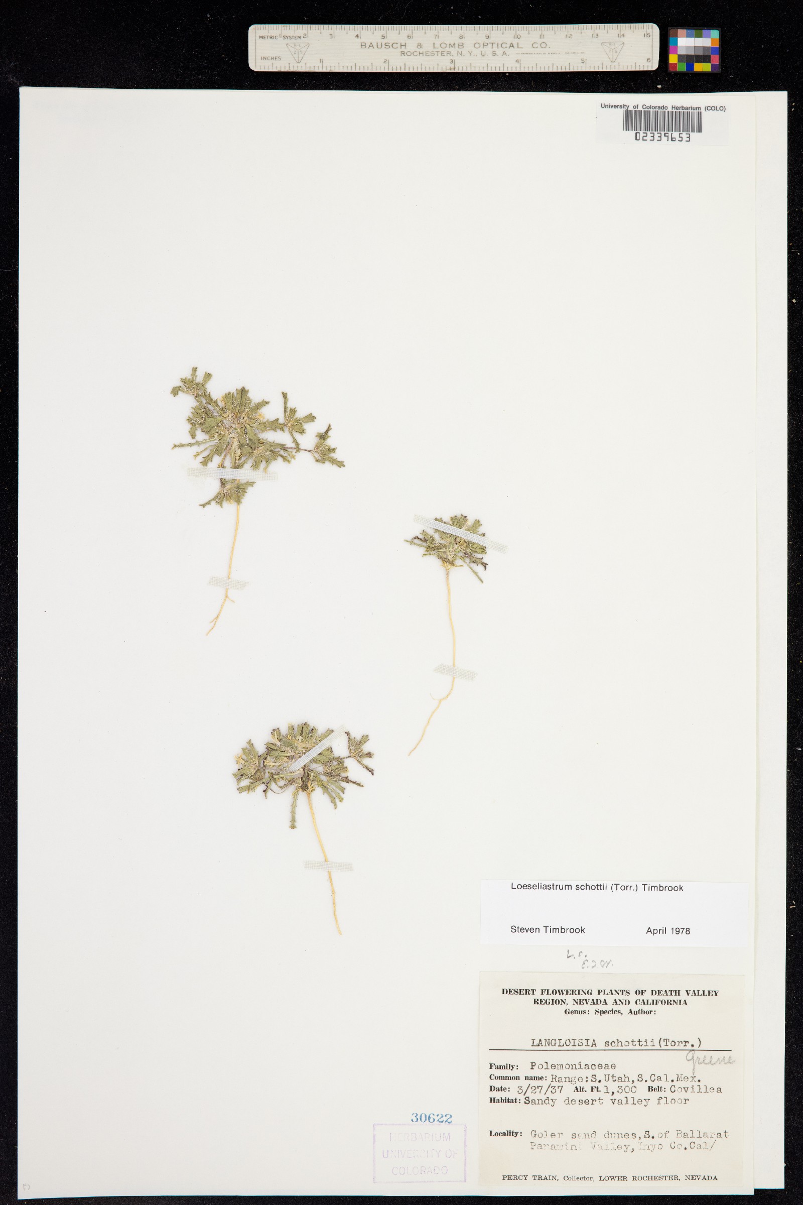 Loeseliastrum schottii image