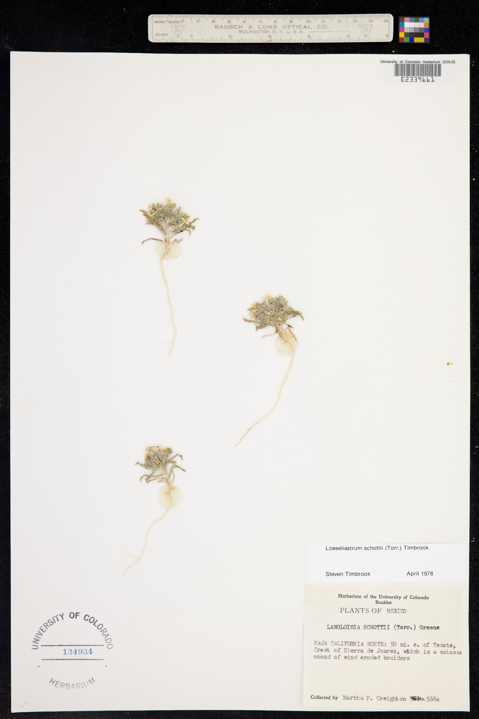 Loeseliastrum schottii image