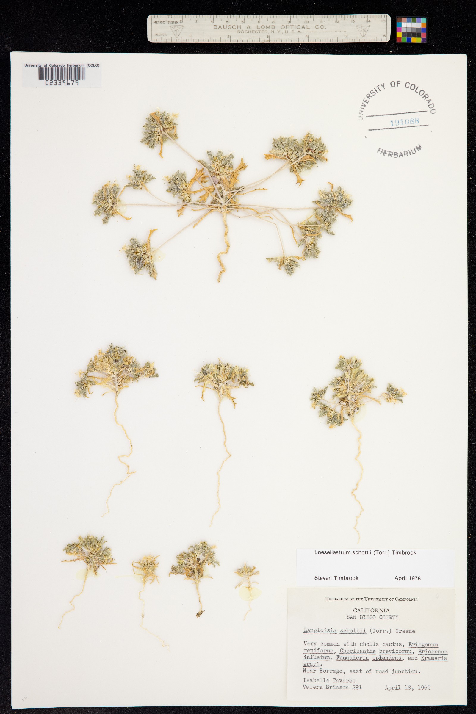 Loeseliastrum schottii image