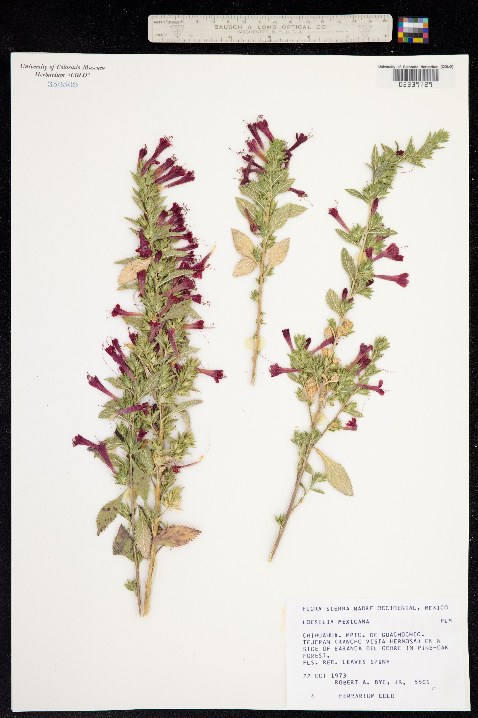 Loeselia mexicana image