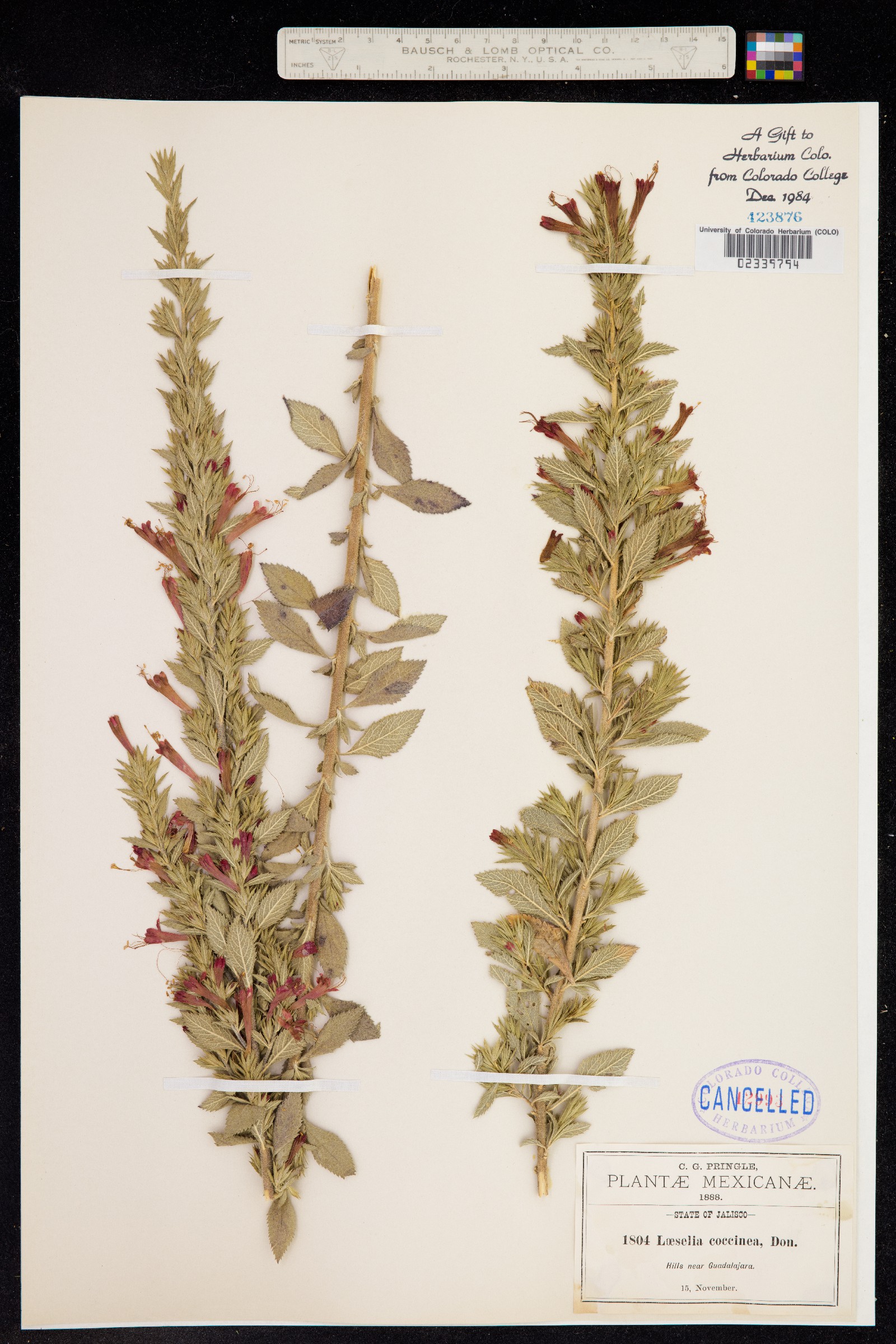 Loeselia image