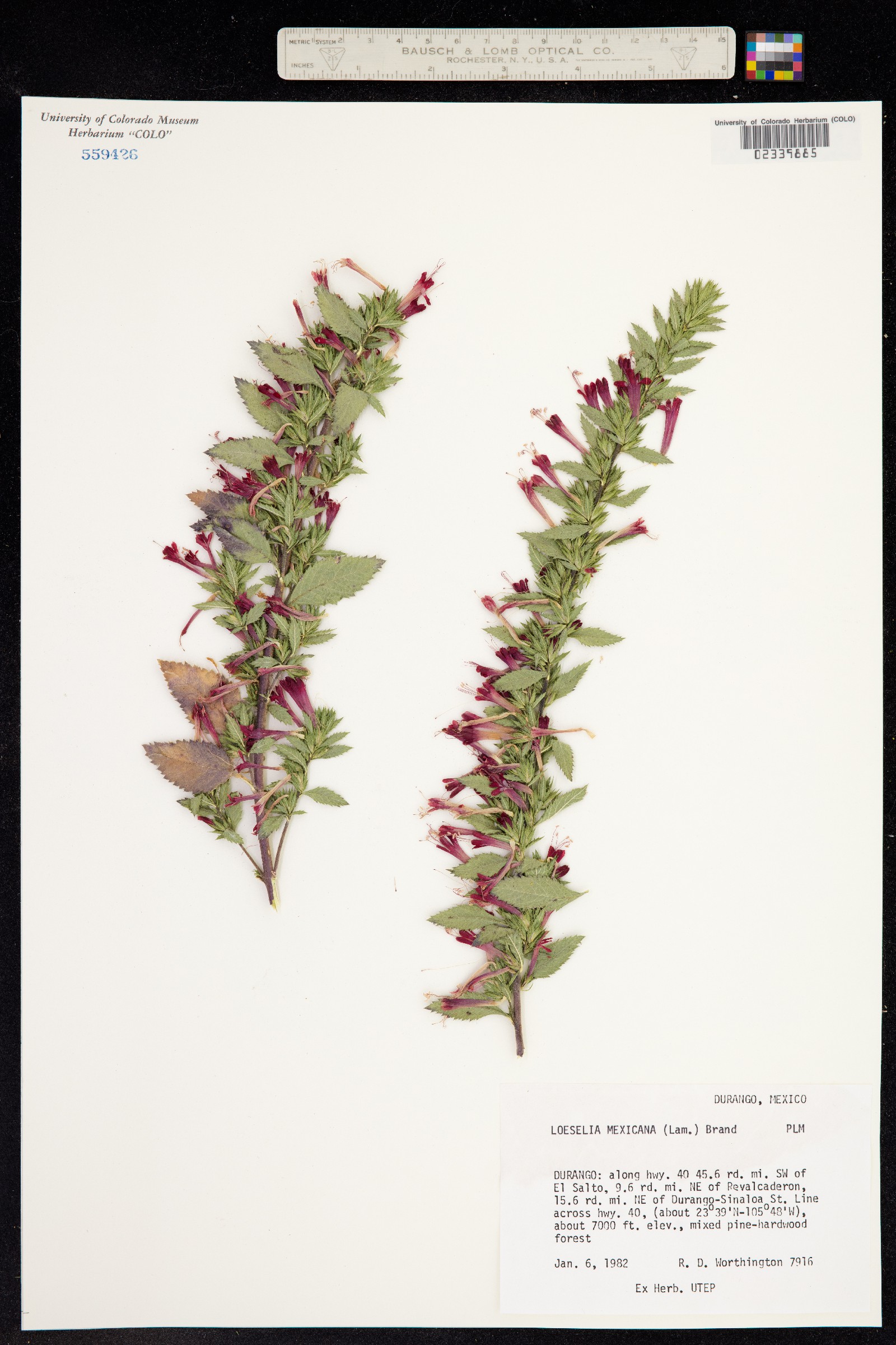 Loeselia mexicana image