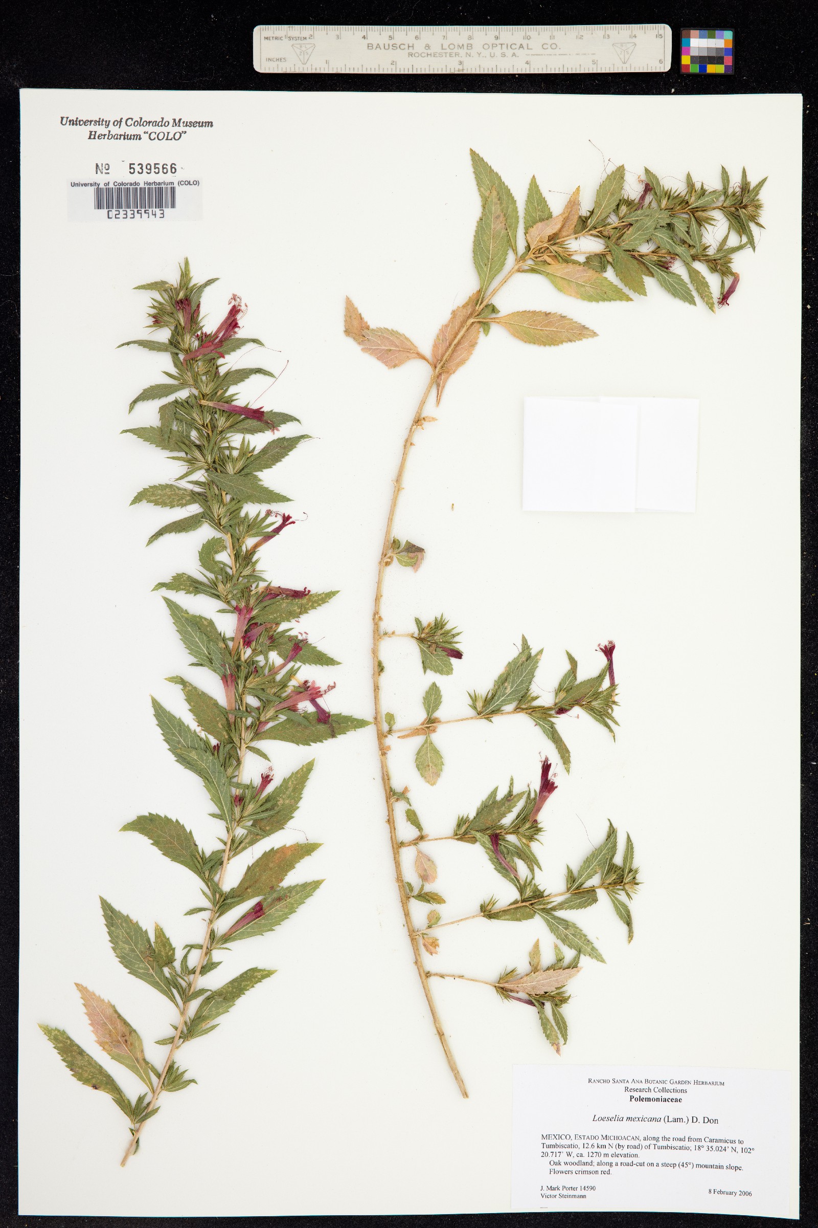 Loeselia mexicana image