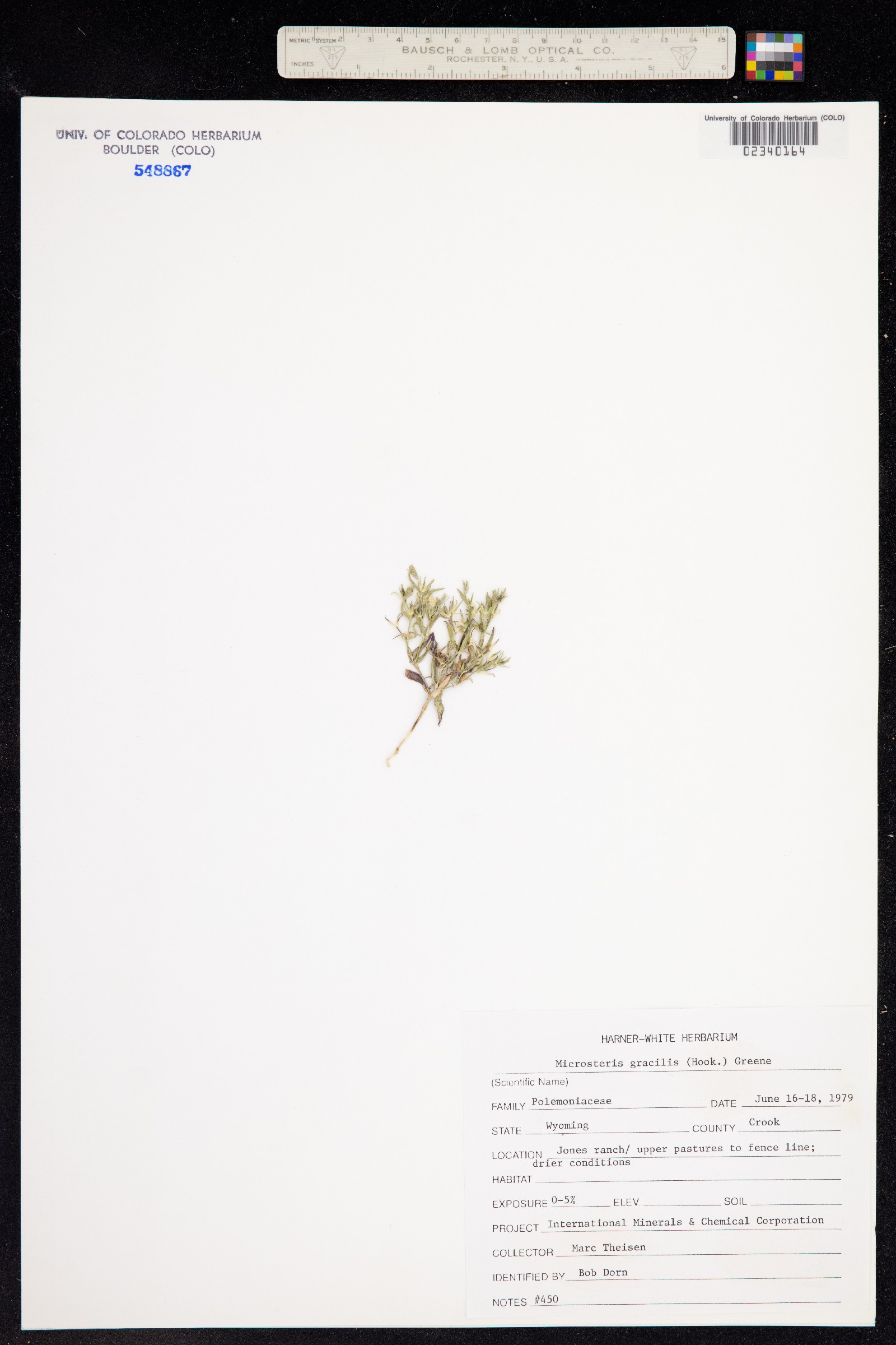 Microsteris image
