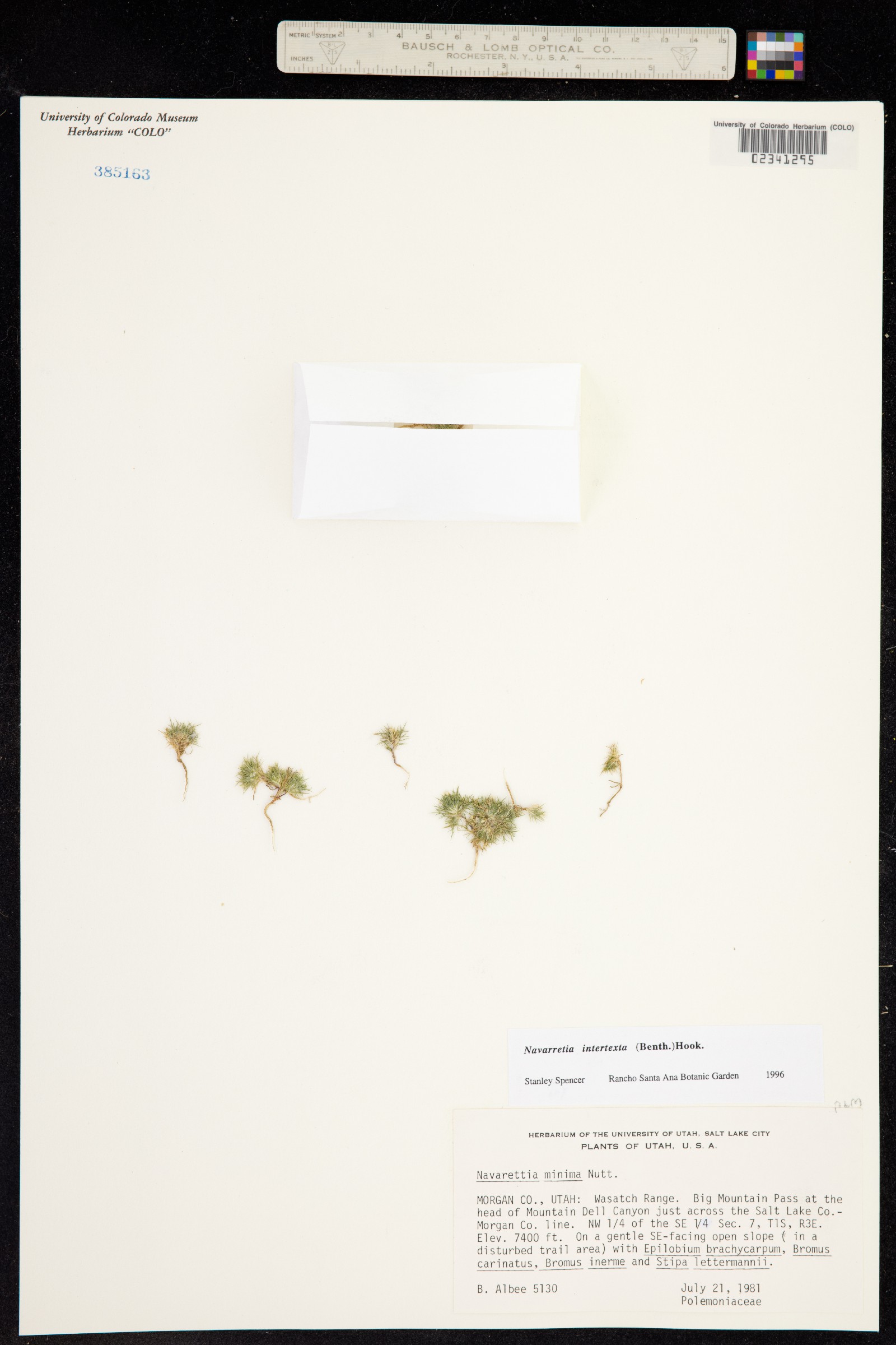 Navarretia intertexta image