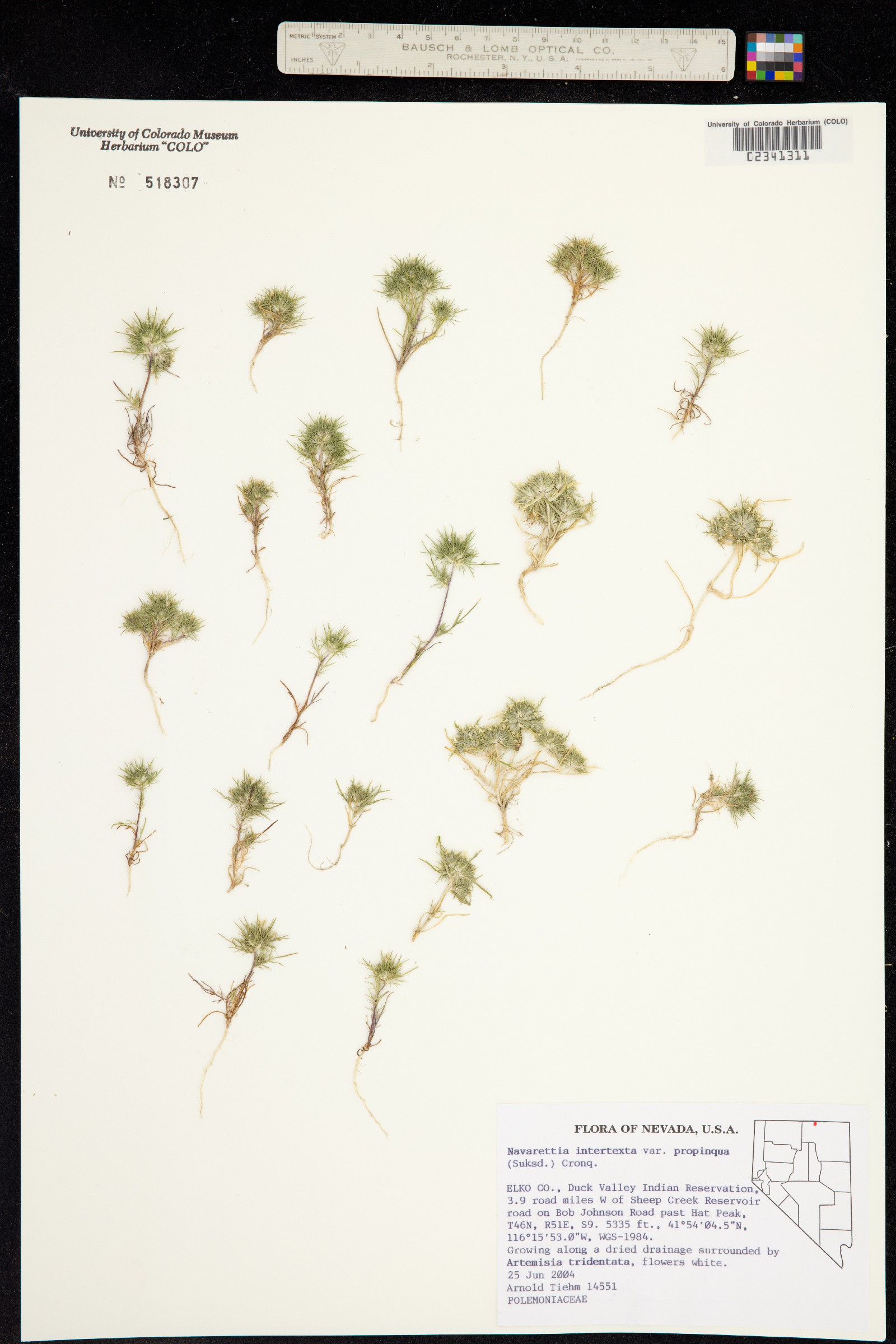 Navarretia intertexta image