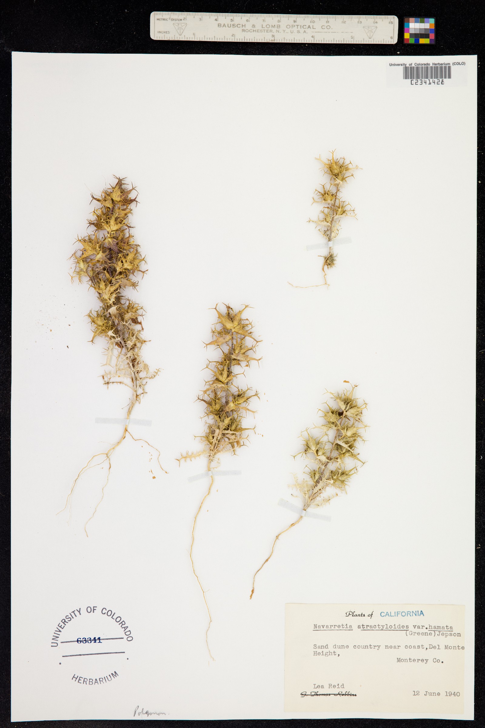 Navarretia hamata image