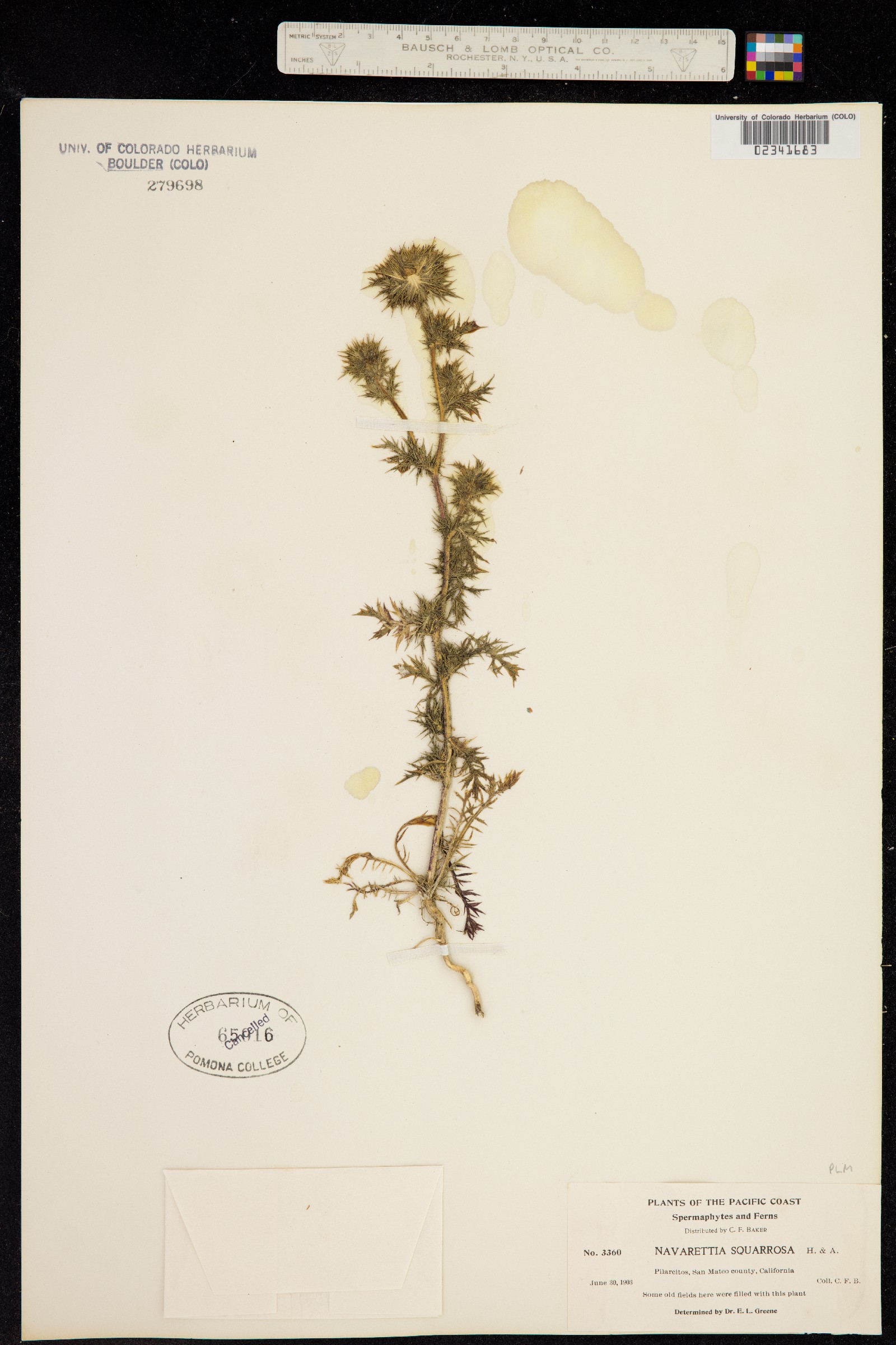 Navarretia squarrosa image