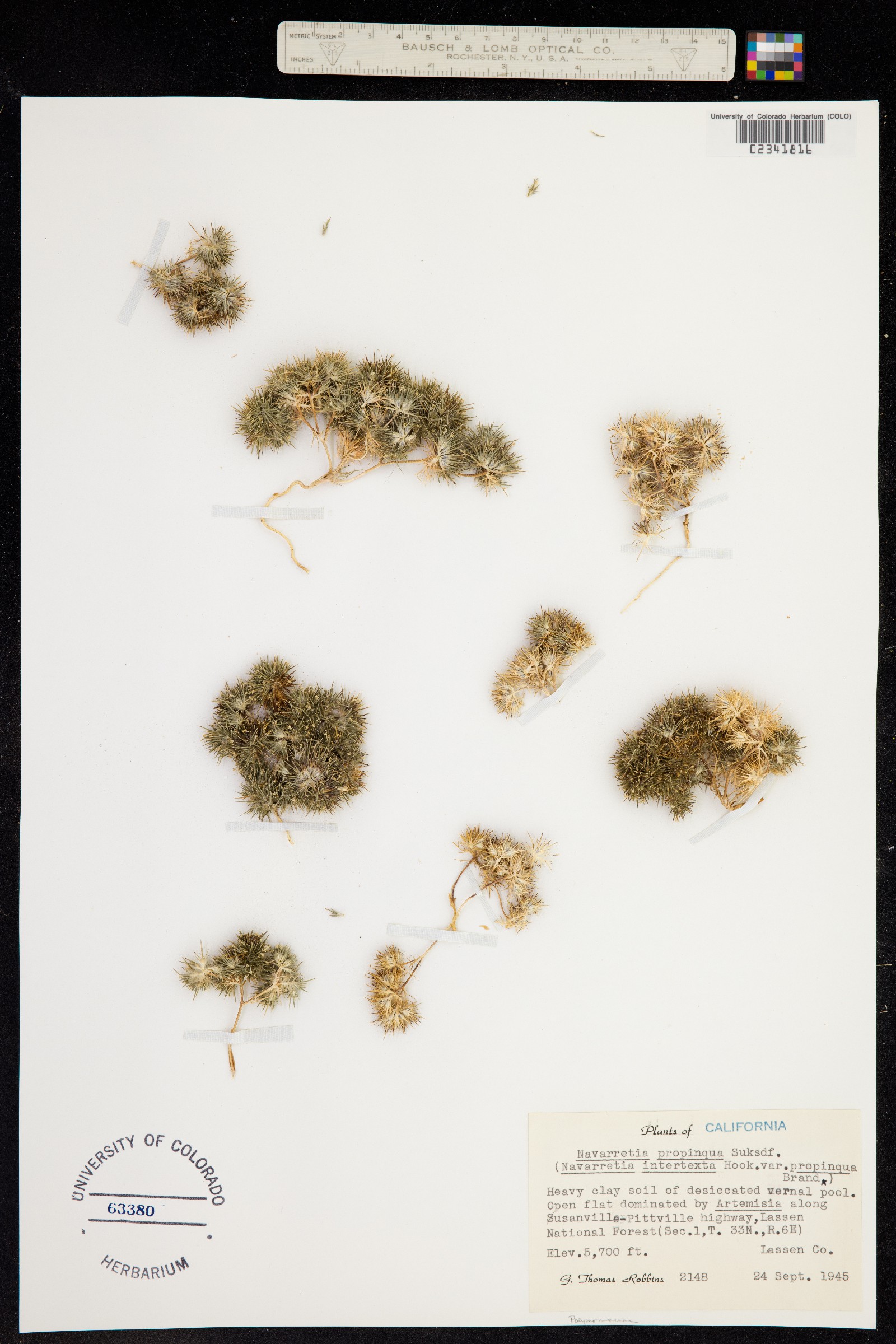 Navarretia intertexta ssp. propinqua image