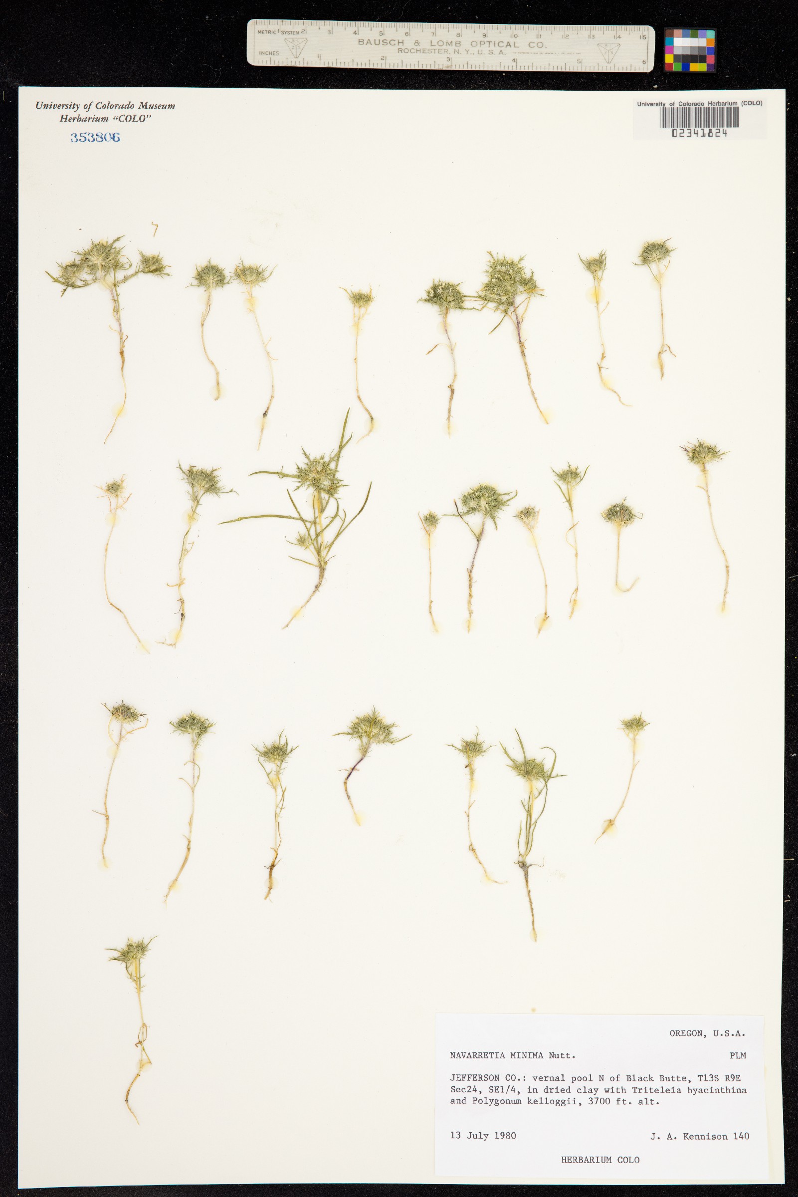 Navarretia leucocephala ssp. minima image