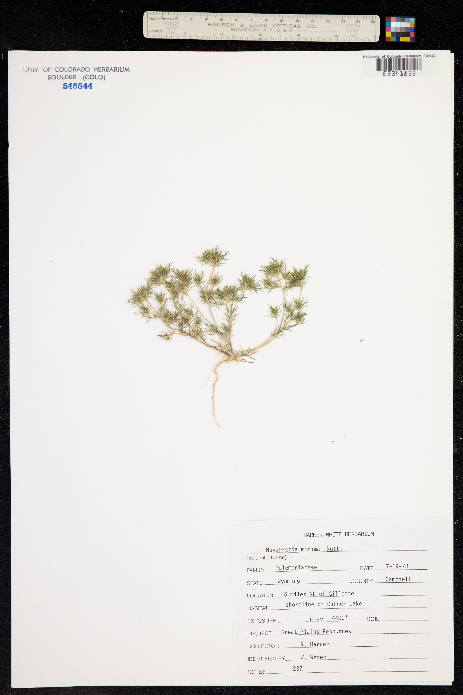 Navarretia leucocephala ssp. minima image