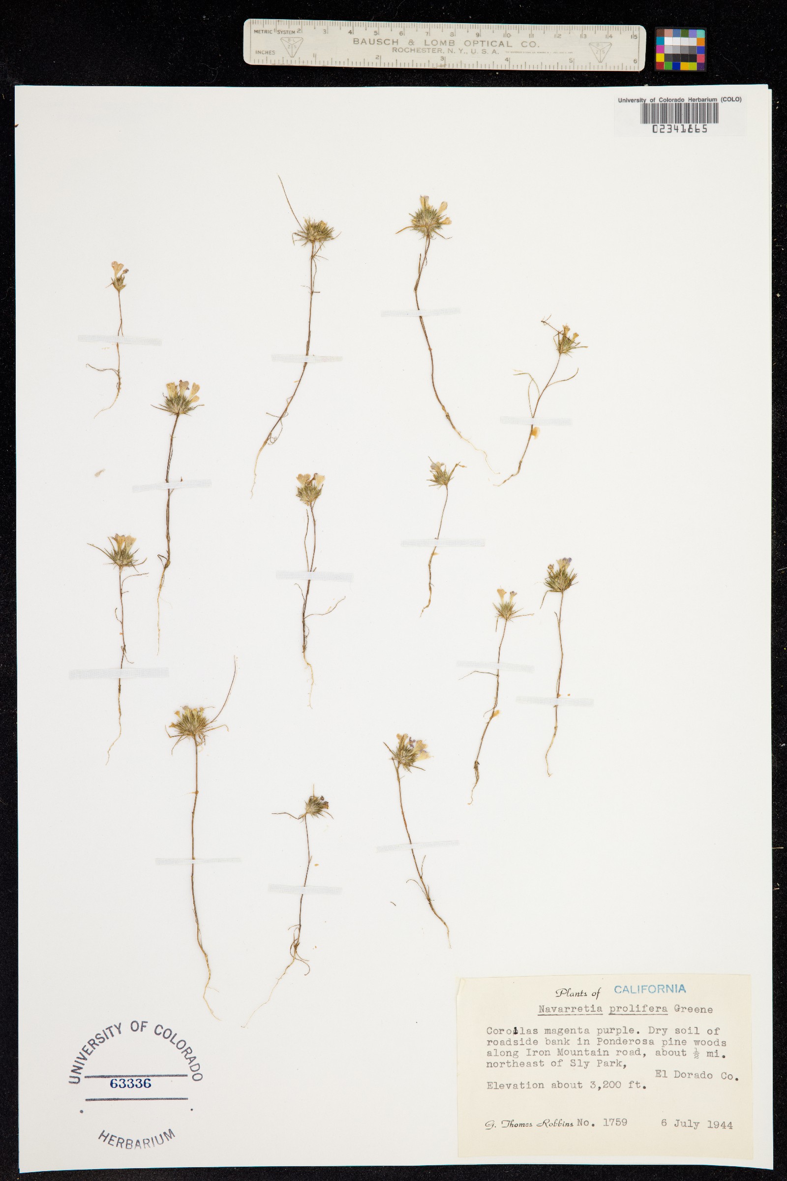 Navarretia prolifera image