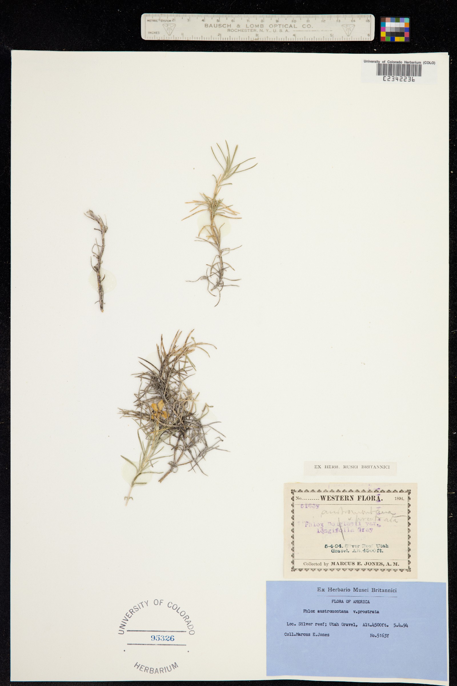 Phlox austromontana image
