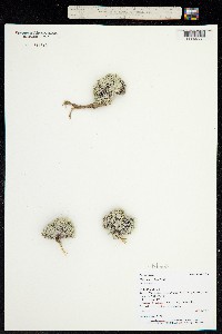 Phlox bryoides image