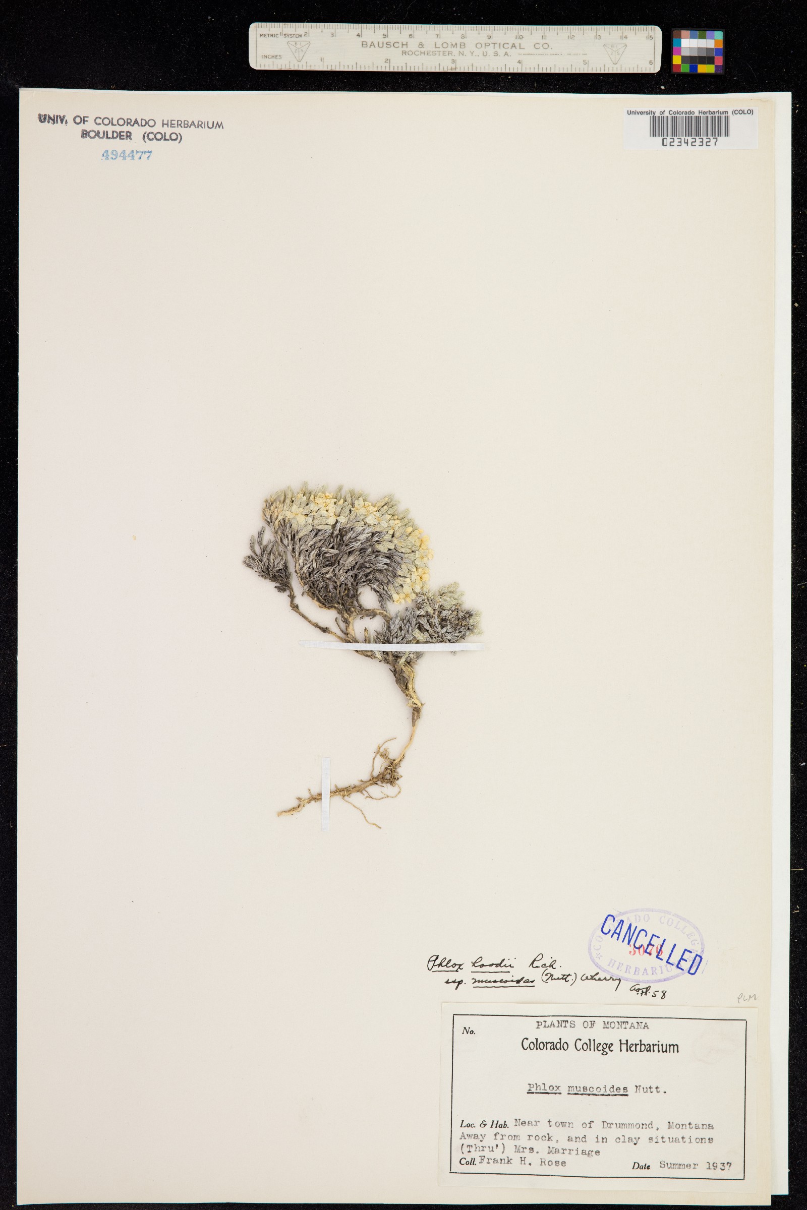 Phlox hoodii ssp. muscoides image