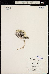 Phlox bryoides image