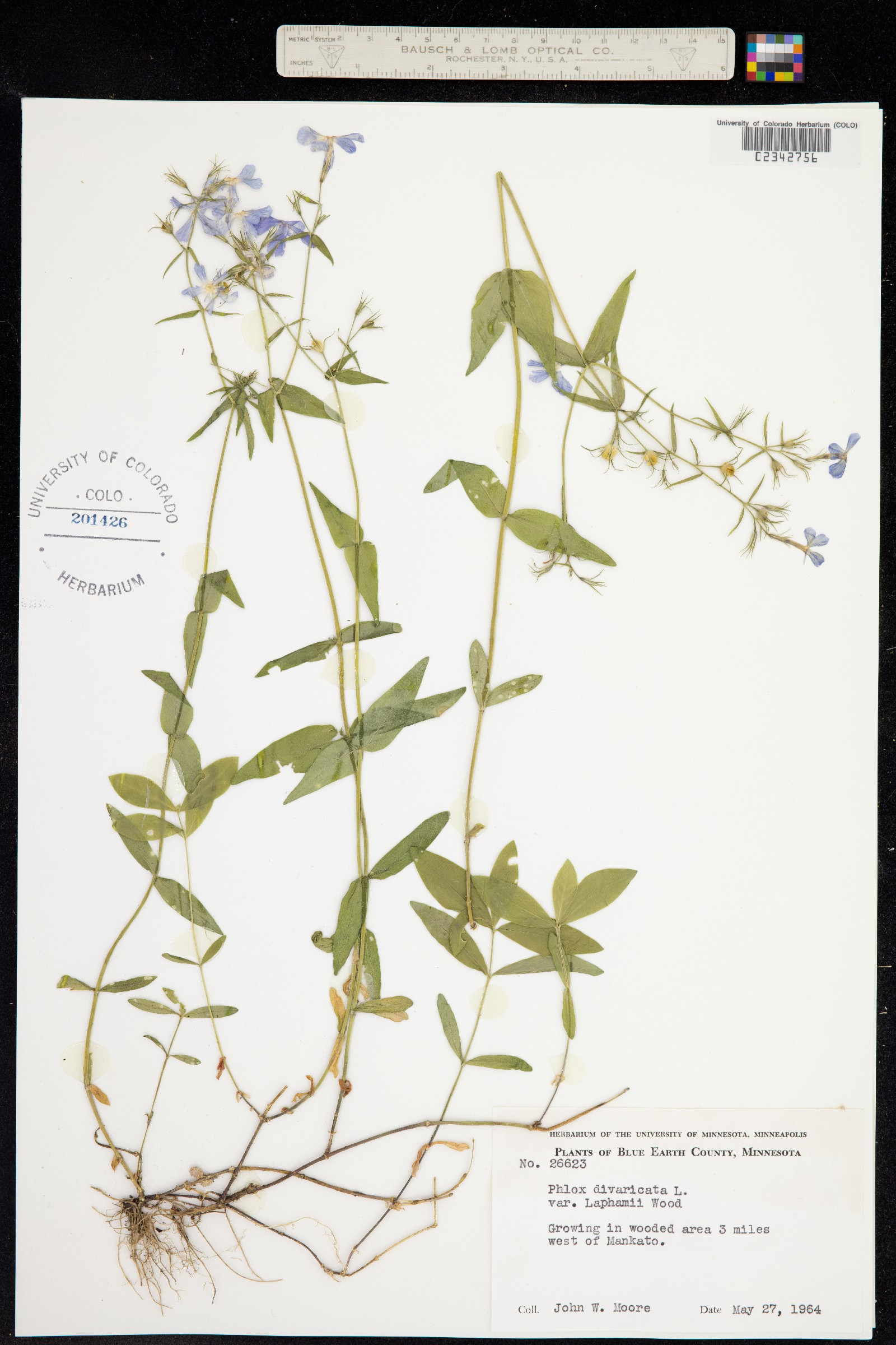 Phlox divaricata image