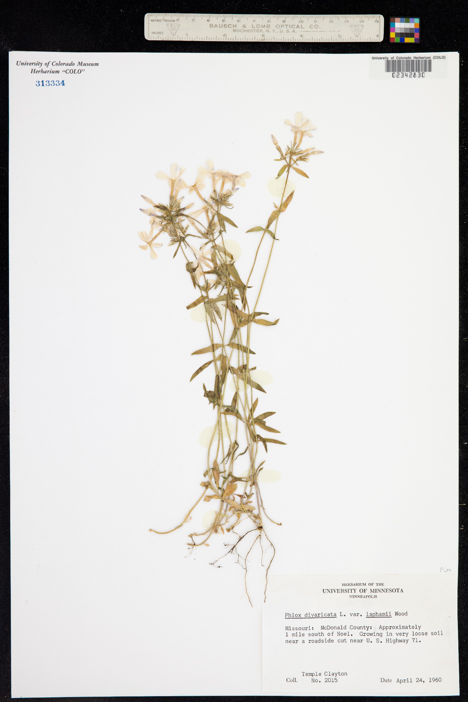 Phlox divaricata image