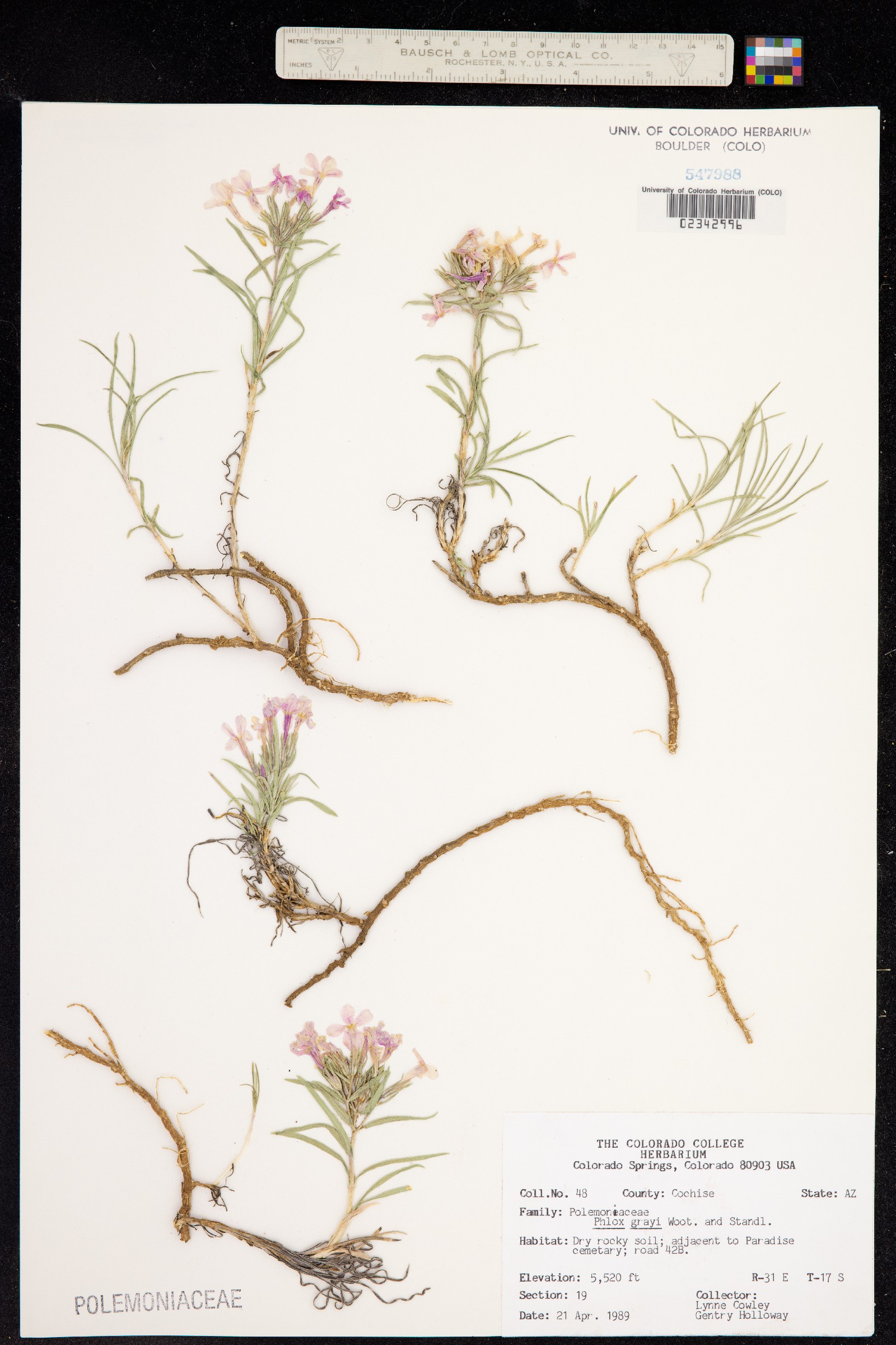 Phlox longifolia ssp. brevifolia image