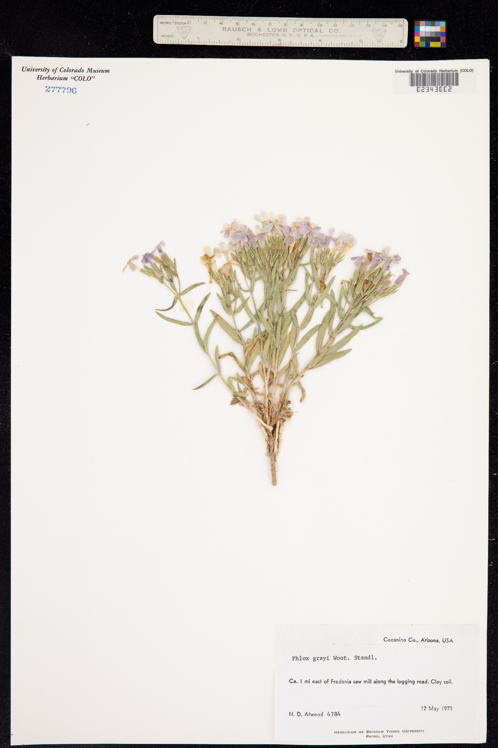 Phlox longifolia subsp. brevifolia image