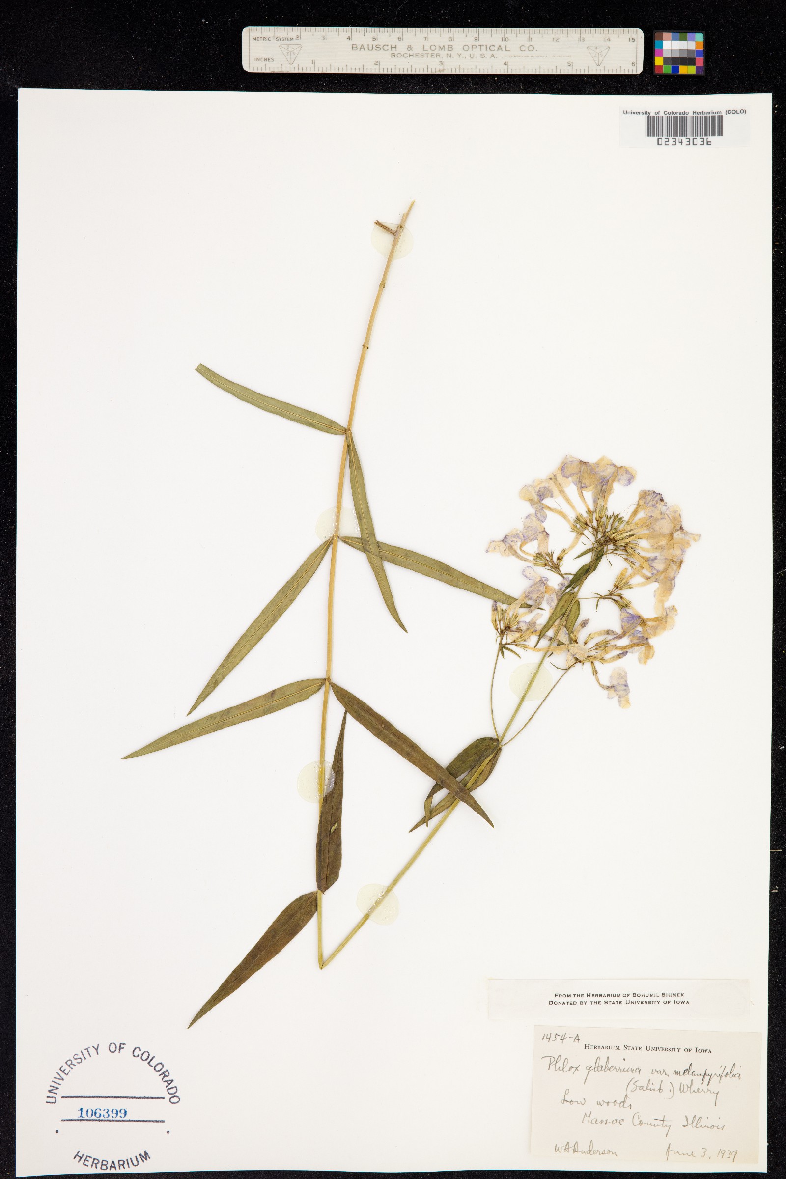 Phlox image