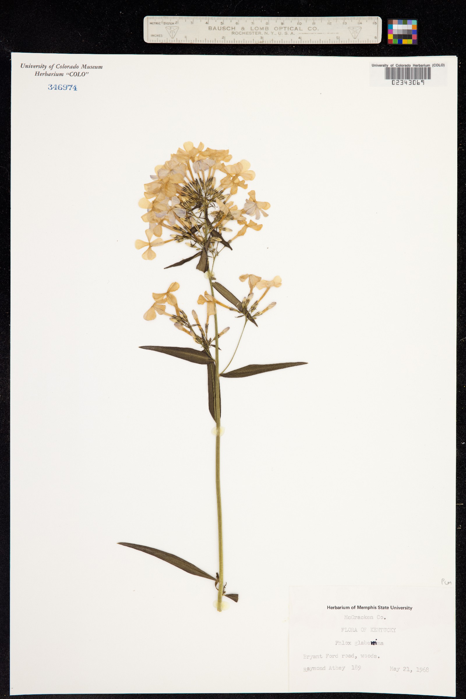 Phlox glaberrima image