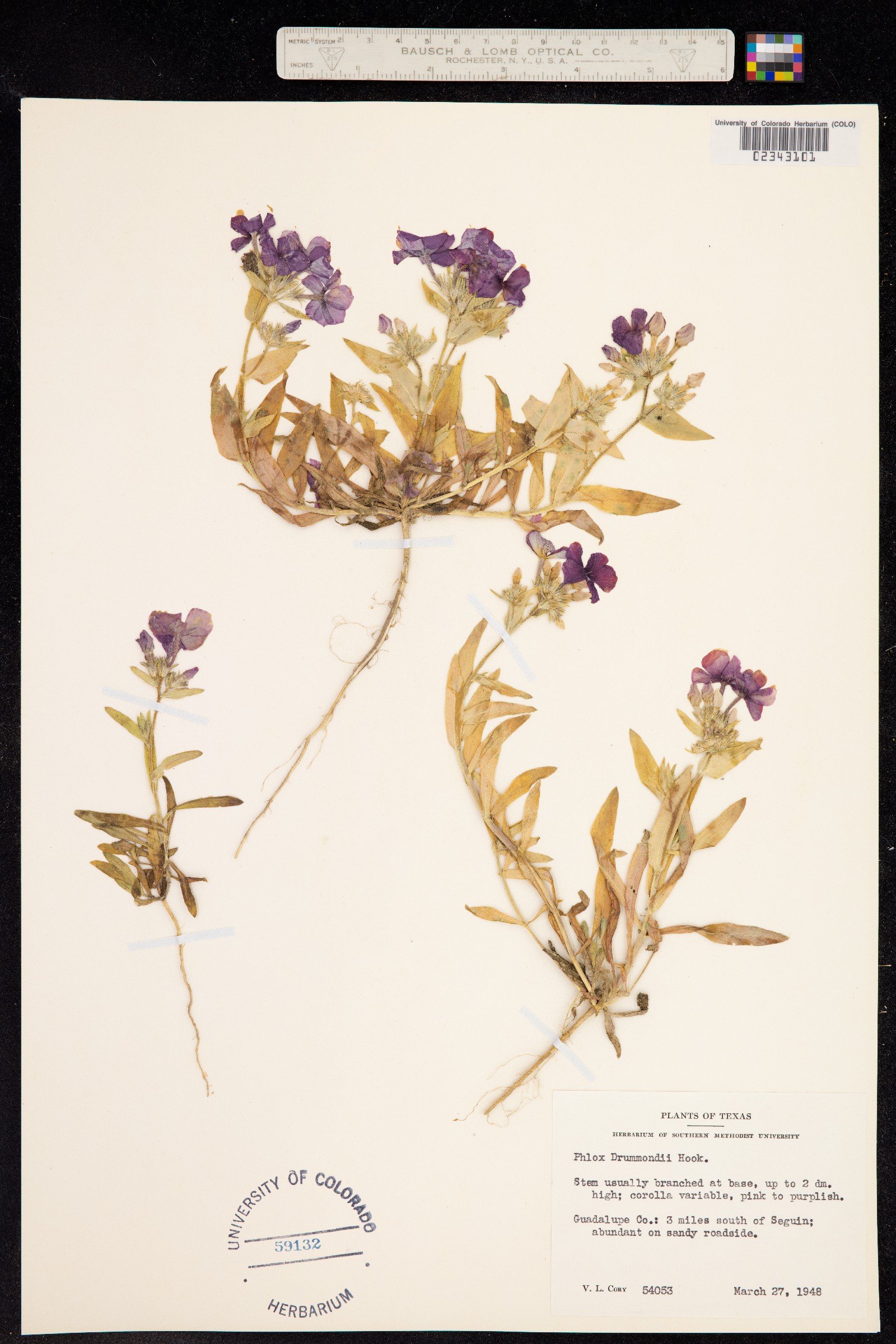 Phlox drummondii image