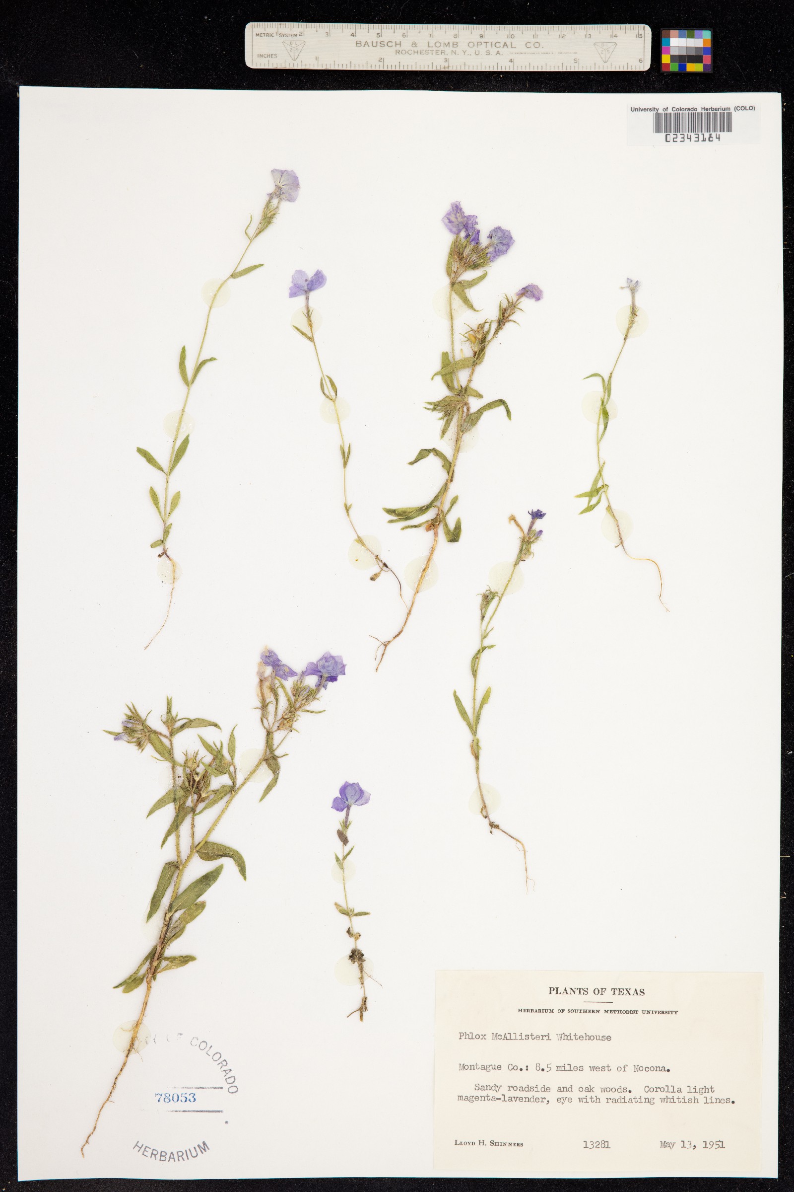 Phlox drummondii image