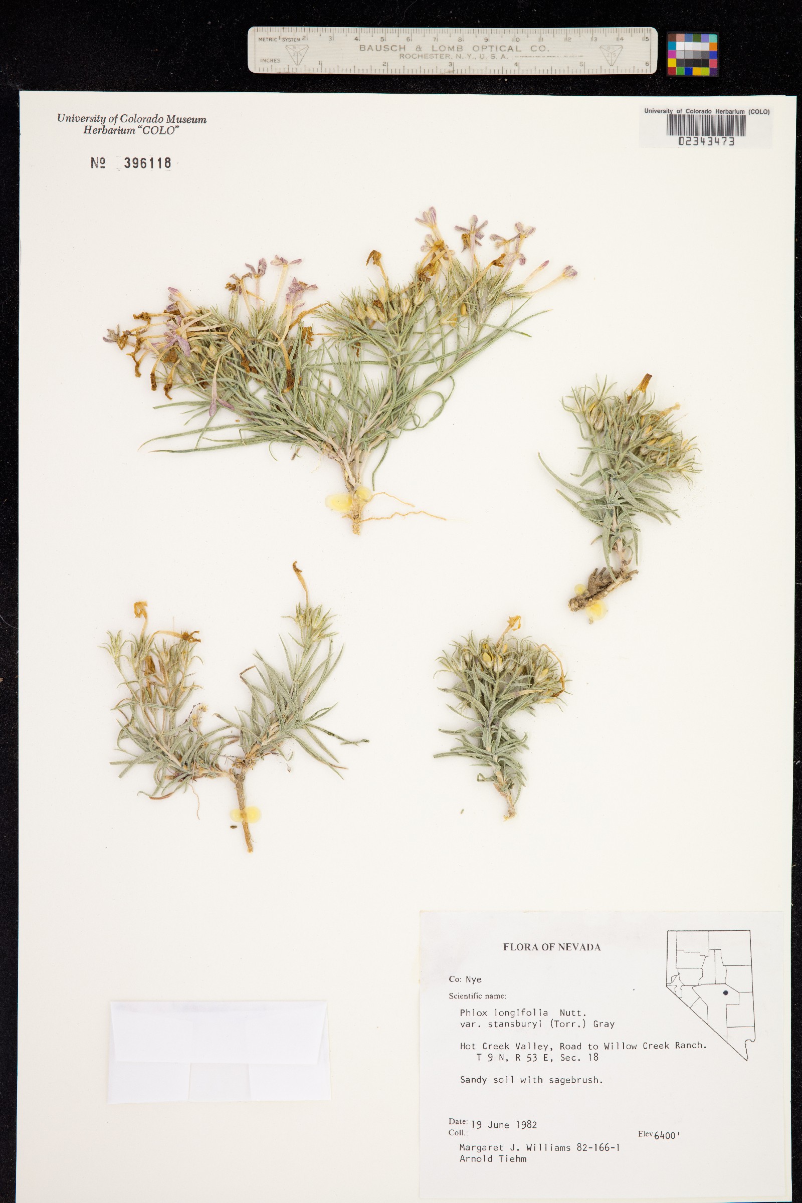 Phlox longifolia image