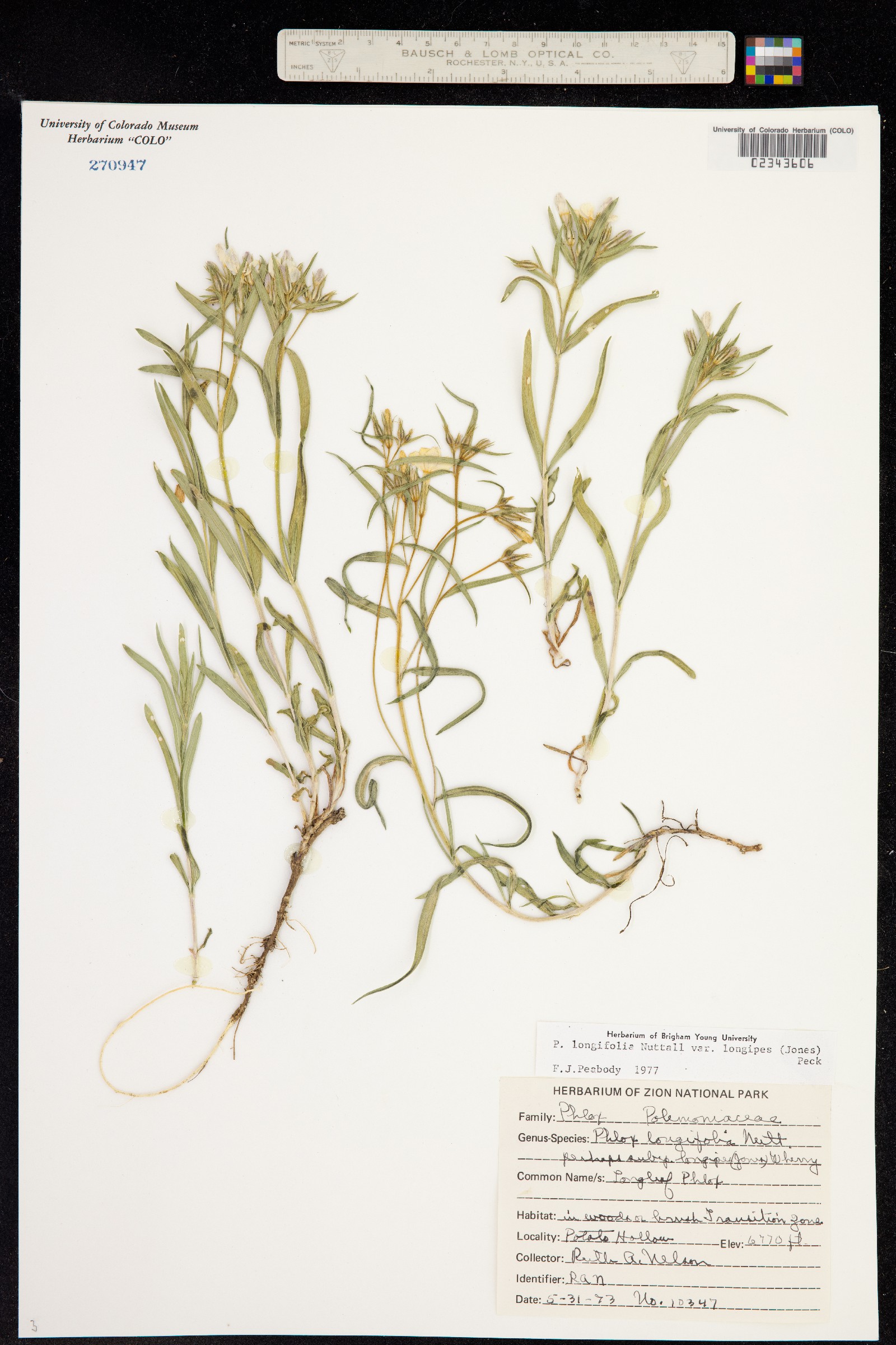 Phlox longifolia image