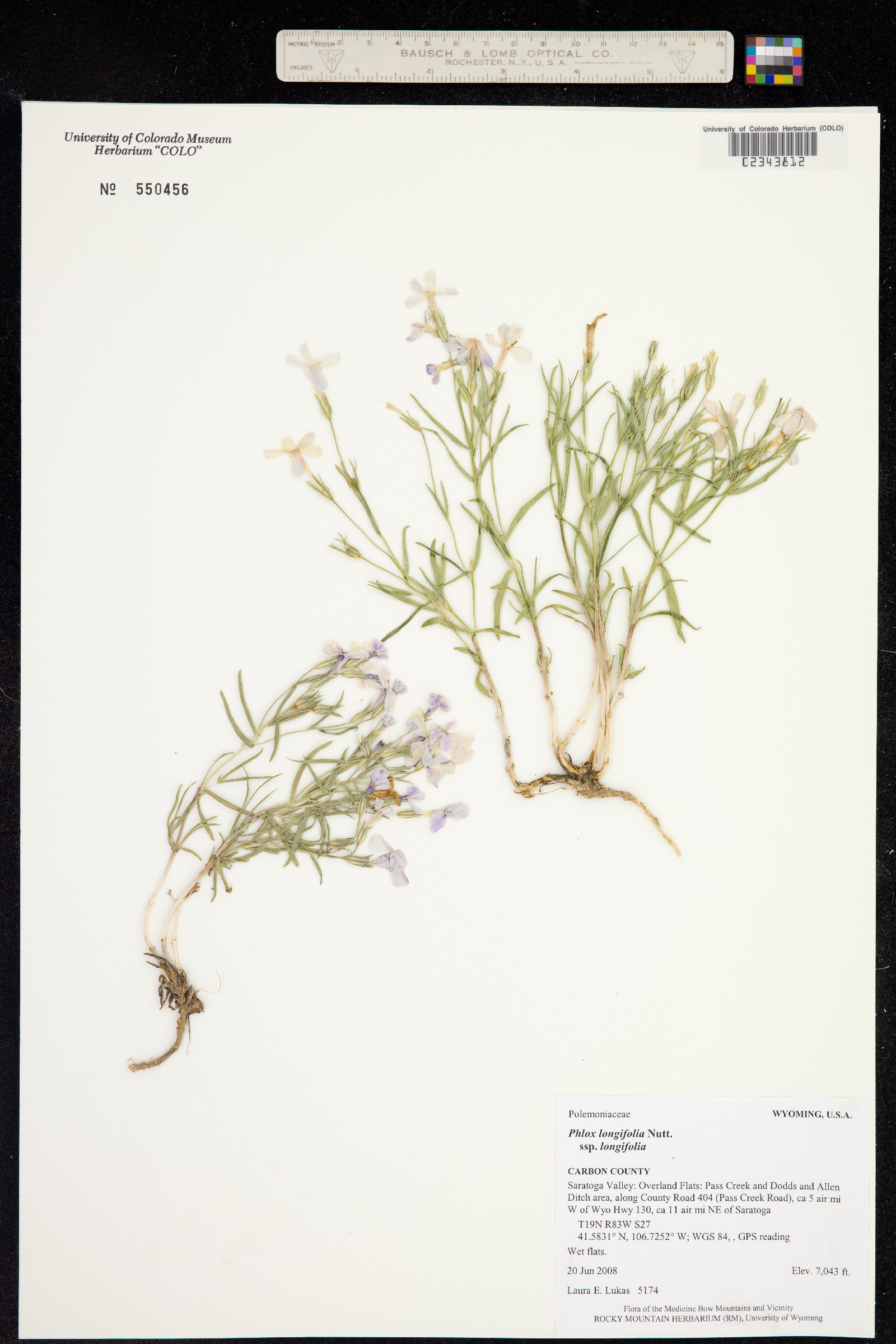 Phlox longifolia image