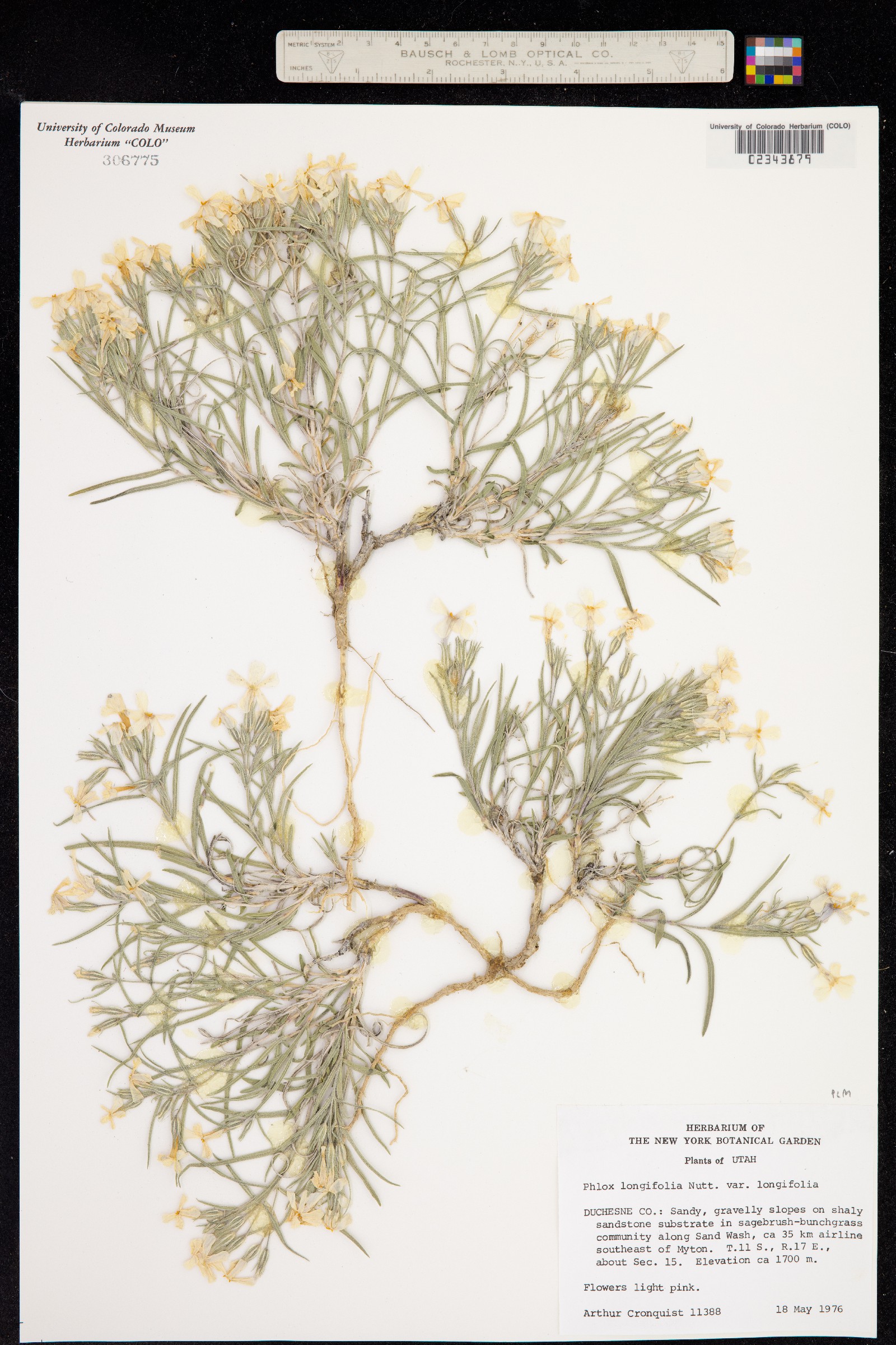 Phlox longifolia image