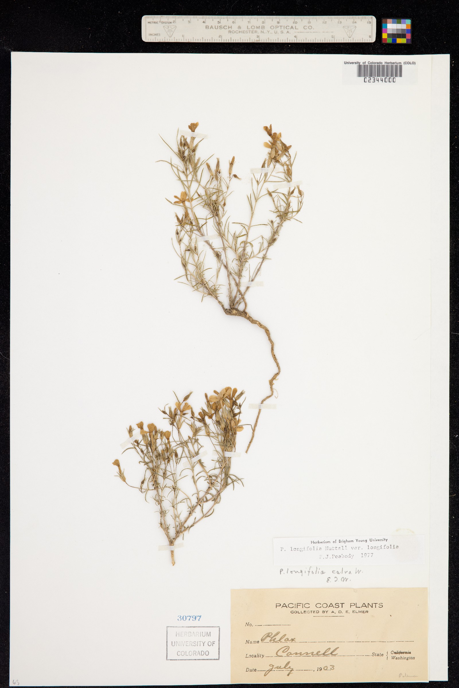 Phlox longifolia image