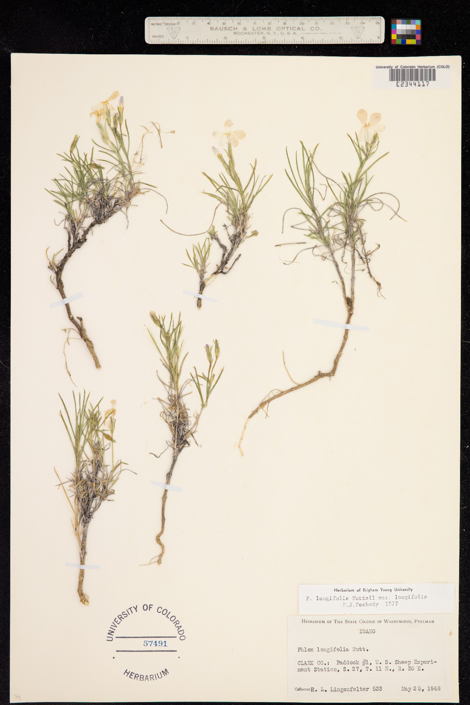Phlox image
