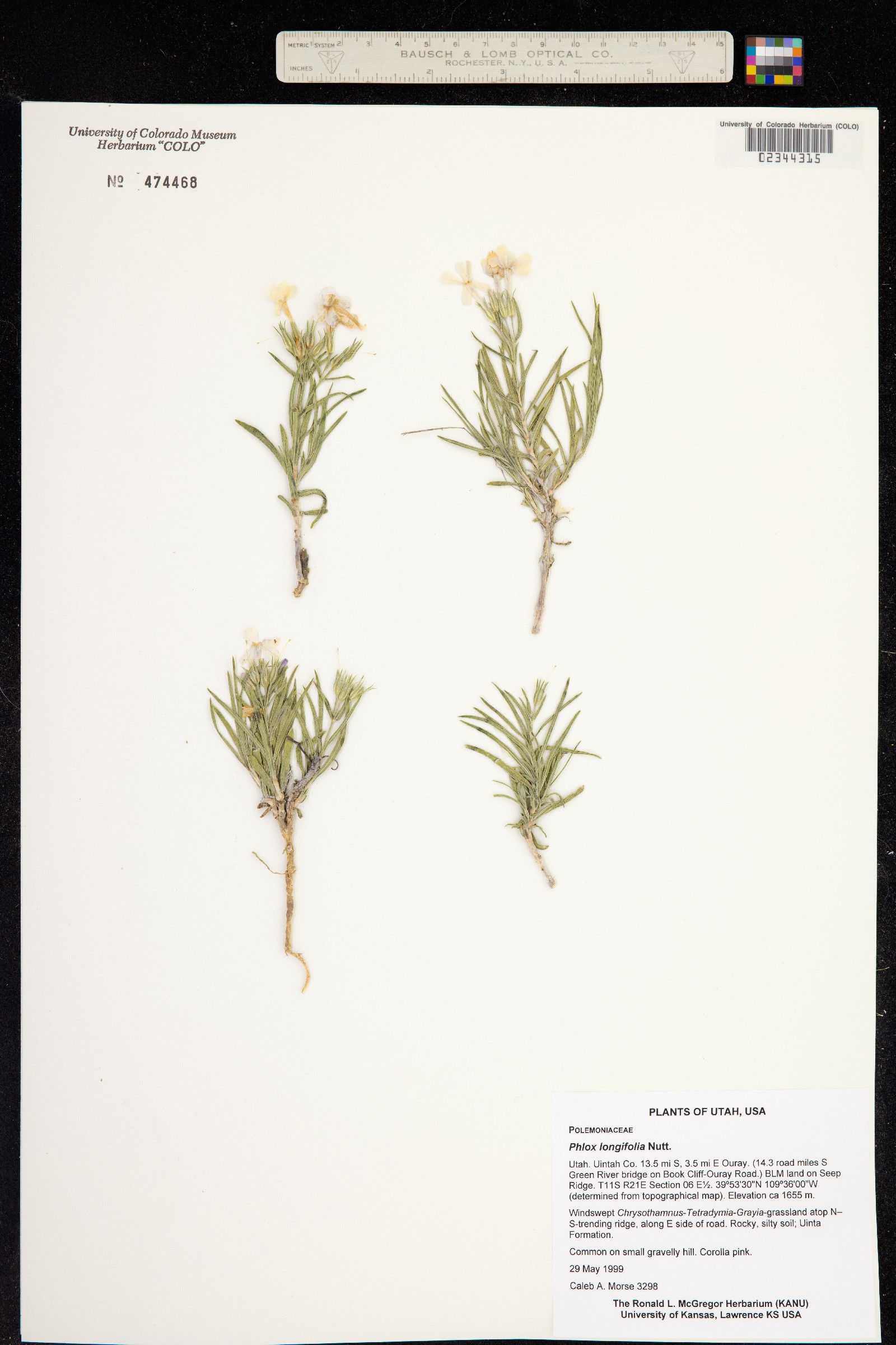 Phlox longifolia image