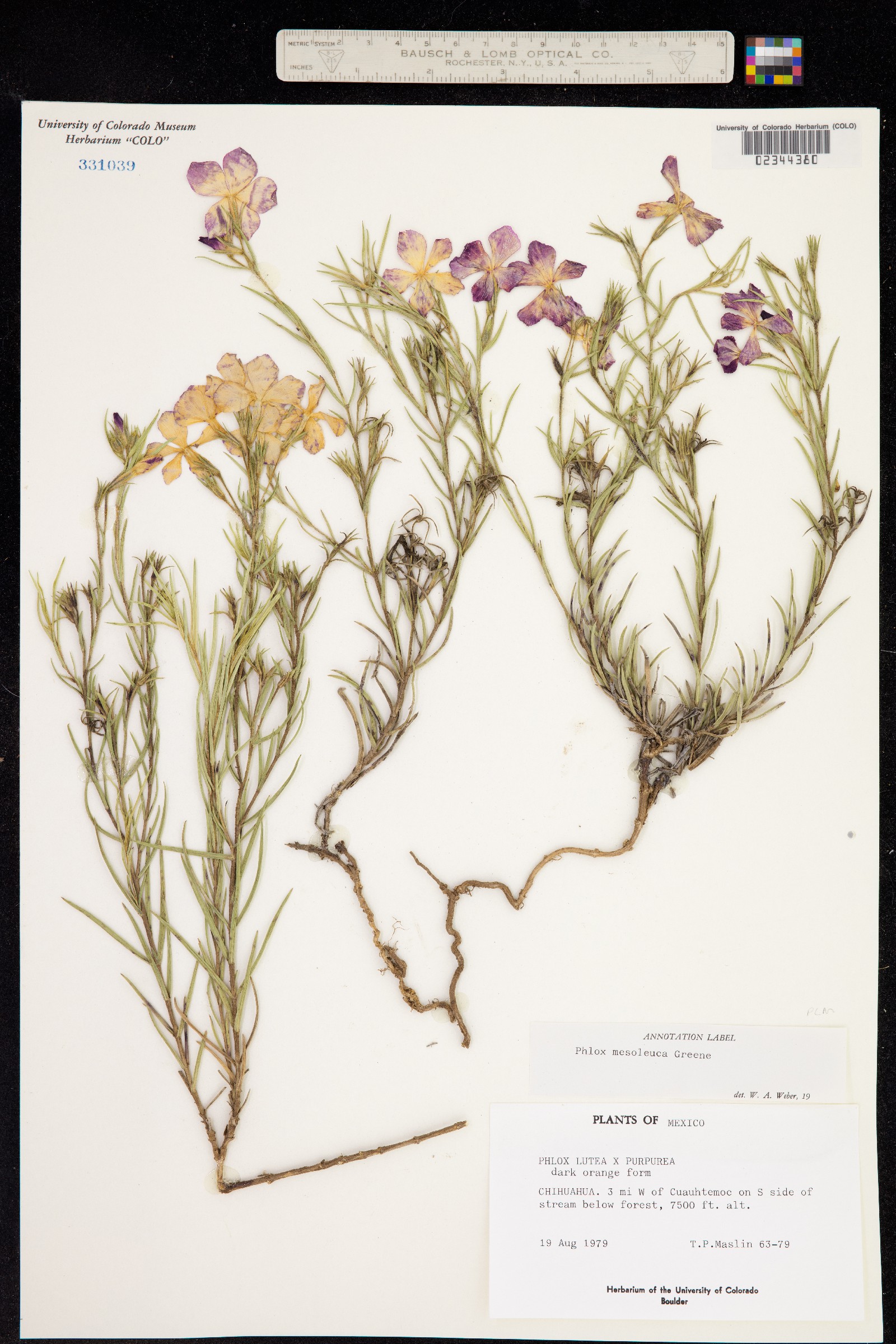 Phlox mesoleuca image