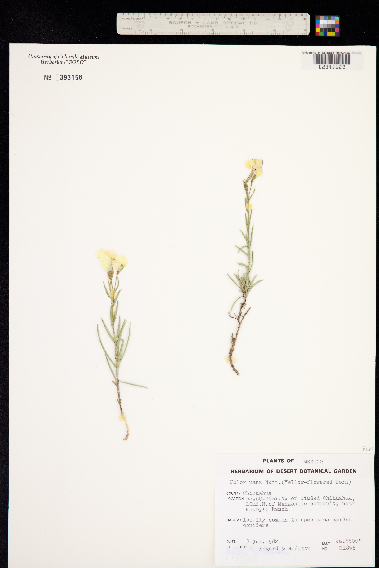 Phlox nana image