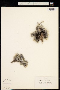 Phlox sibirica image