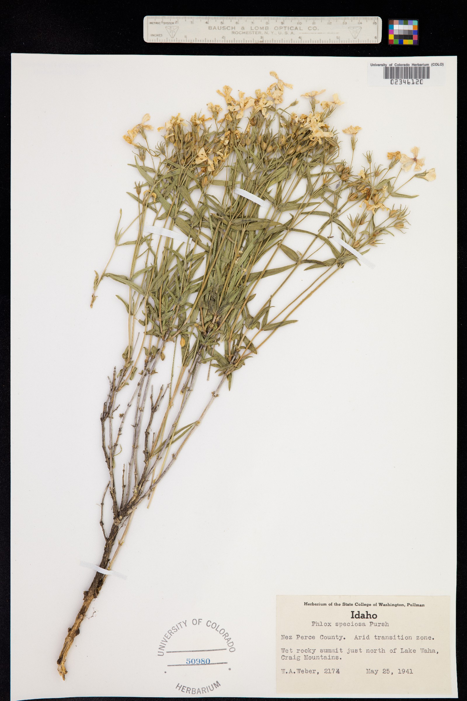 Phlox speciosa image