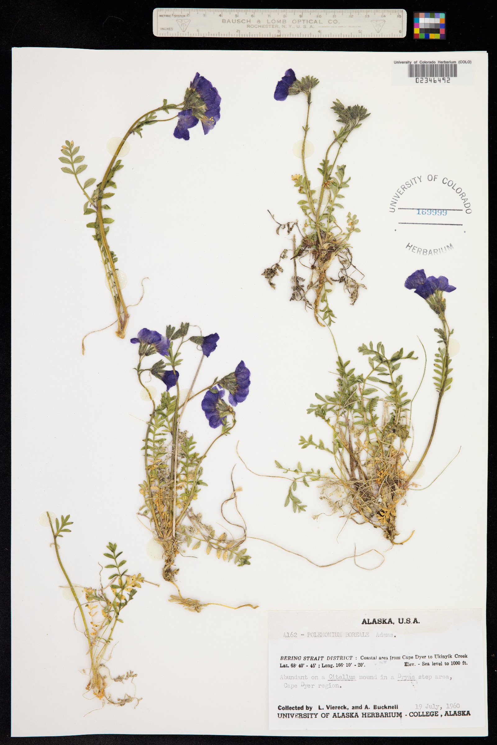 Polemonium boreale image