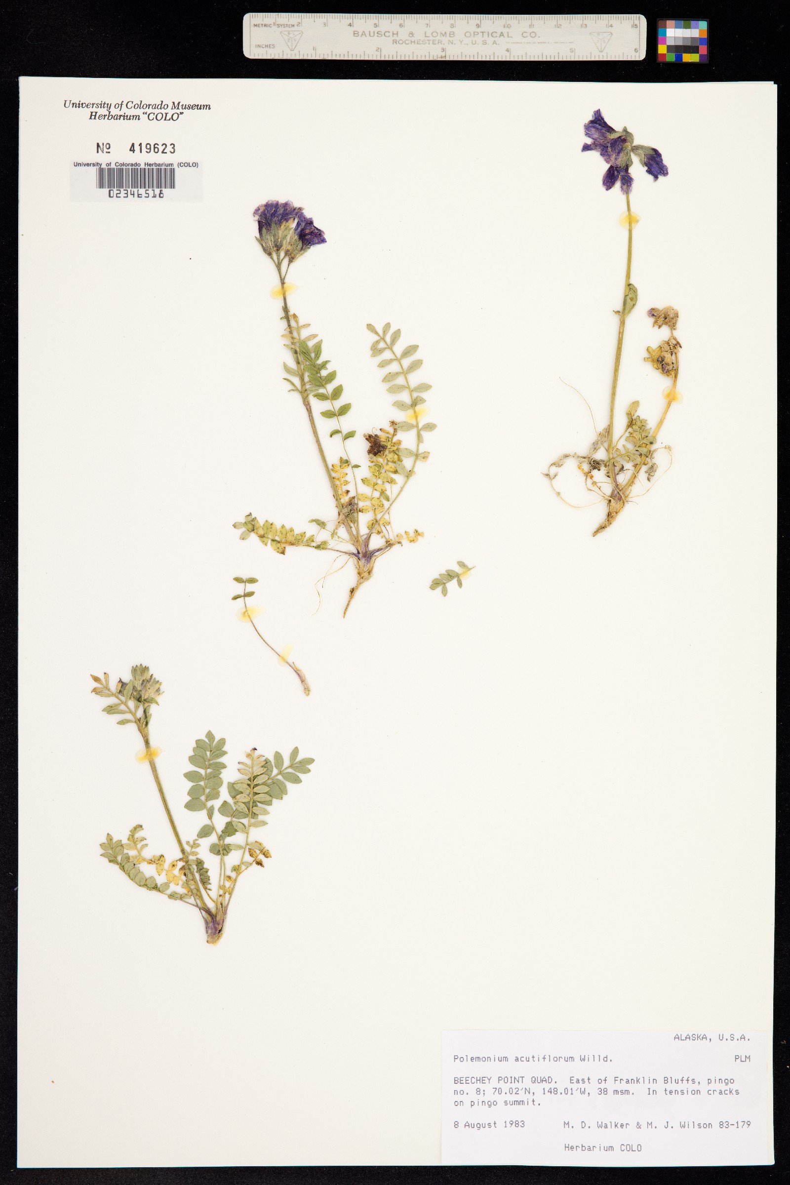 Polemonium caeruleum ssp. villosum image