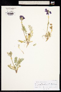 Polemonium caeruleum ssp. villosum image