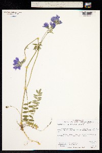 Polemonium caeruleum ssp. villosum image