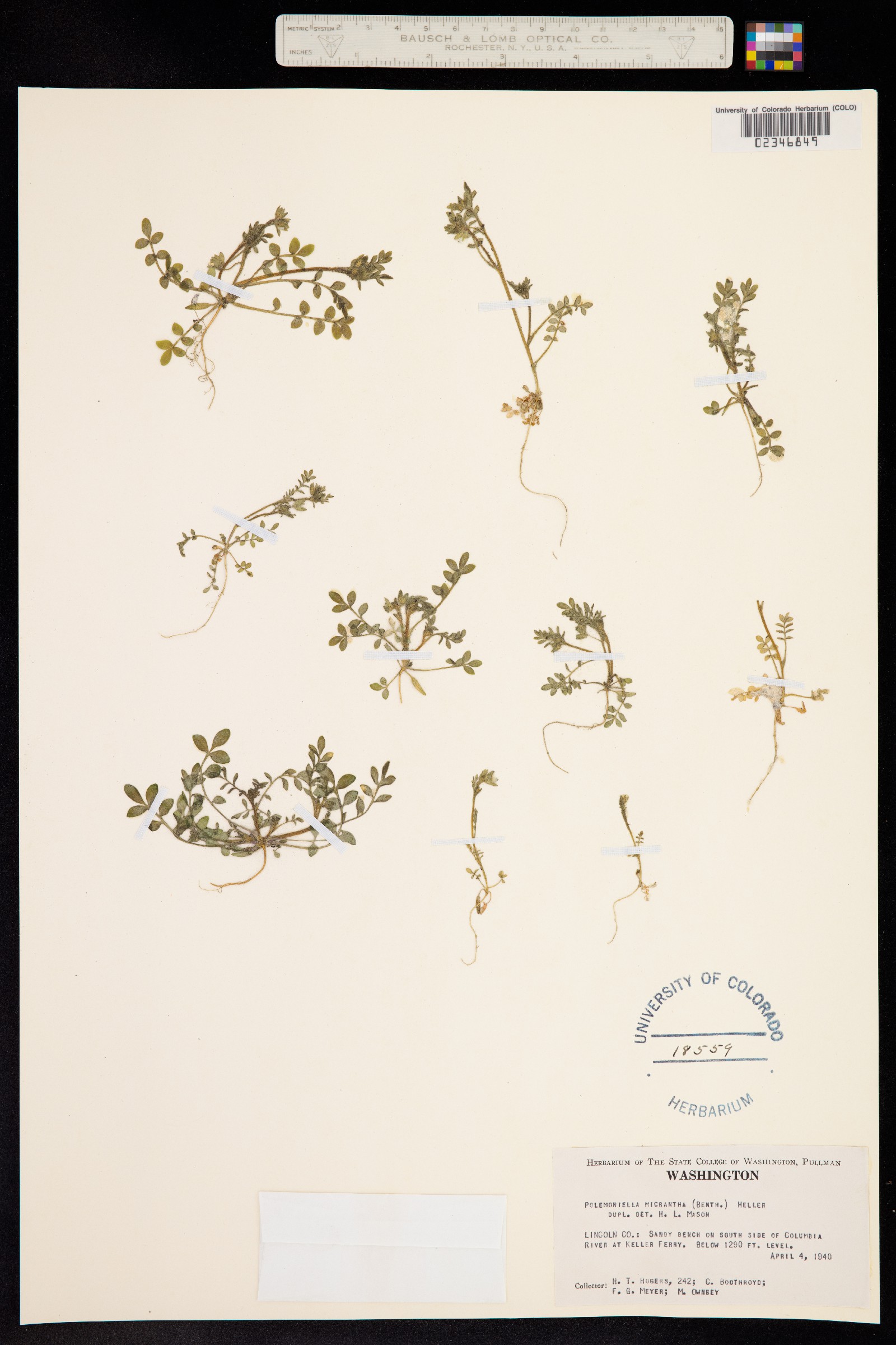 Polemoniella image