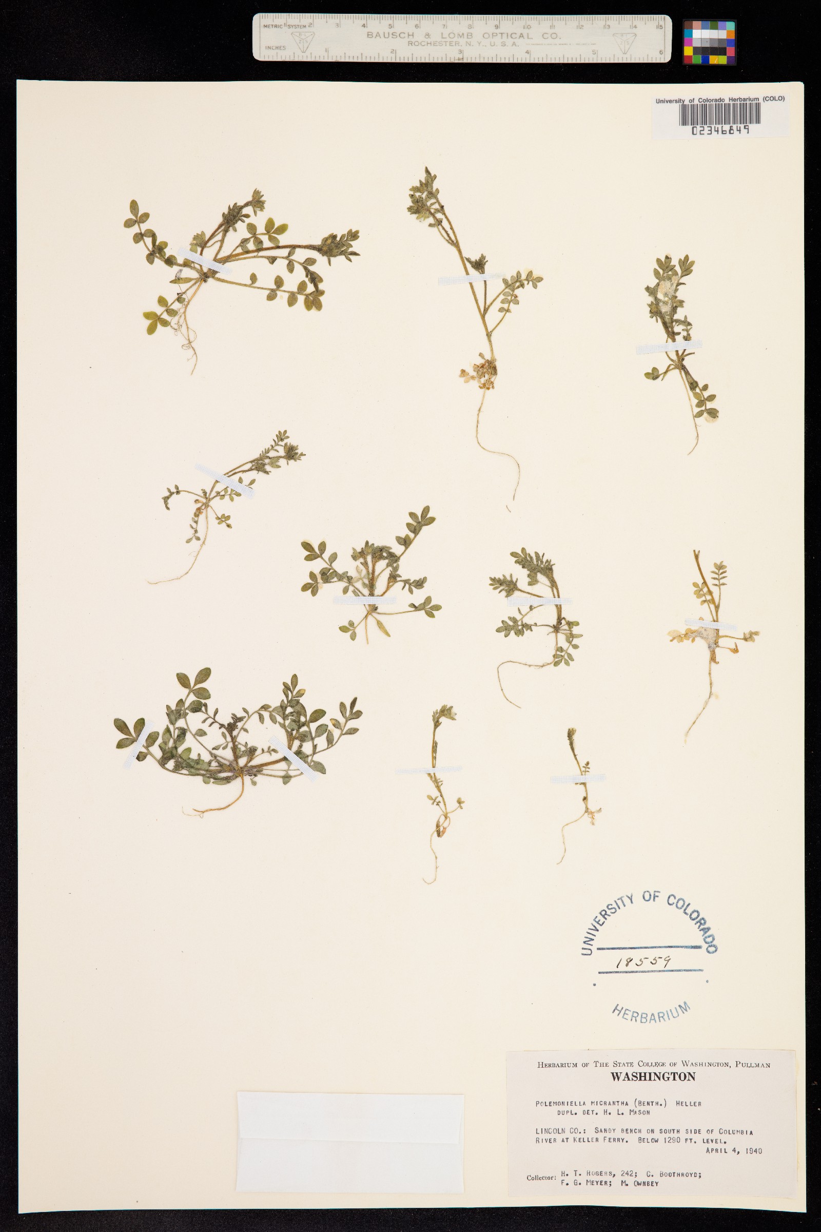 Polemonium micranthum image