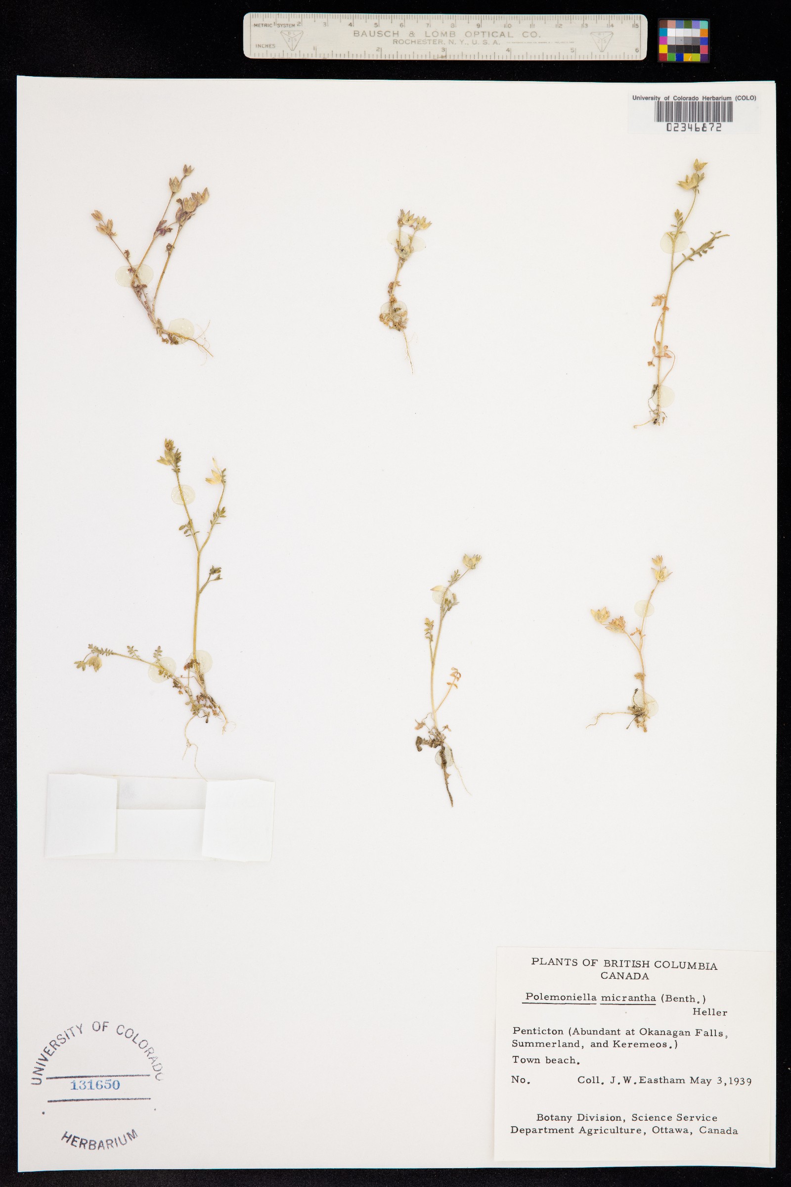 Polemonium micranthum image