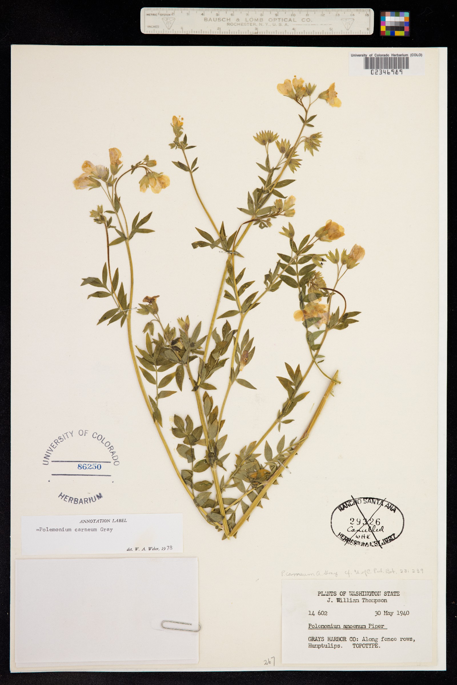 Polemonium carneum image